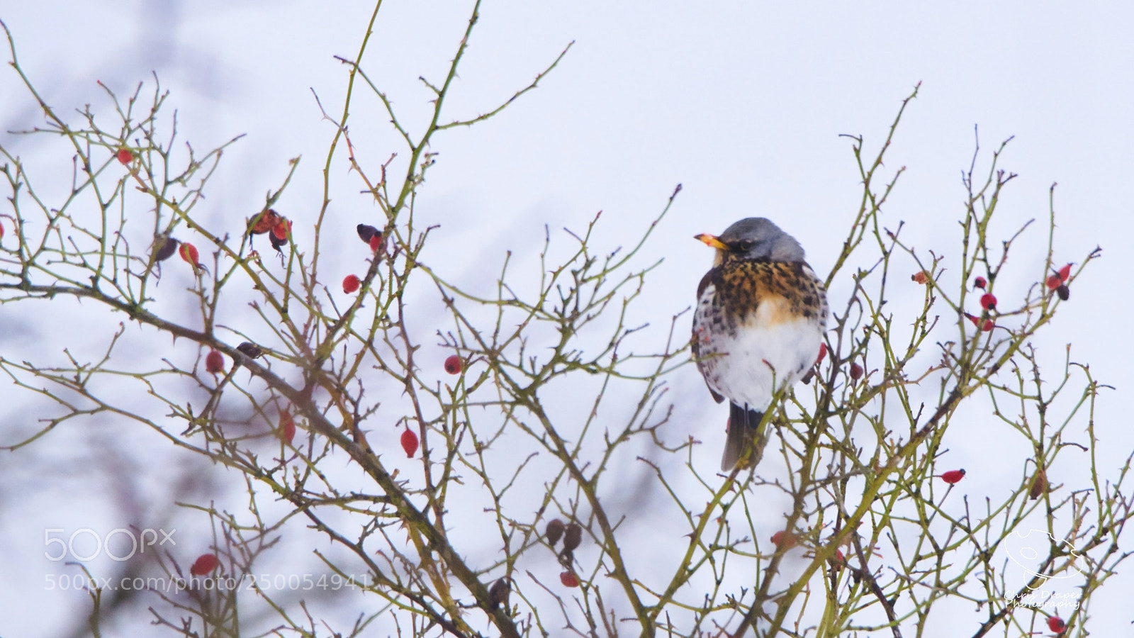 Sony ILCA-77M2 sample photo. Fieldfare photography
