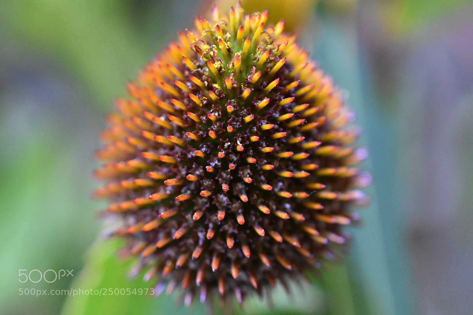 Nikon D3400 sample photo. A prickly affair photography