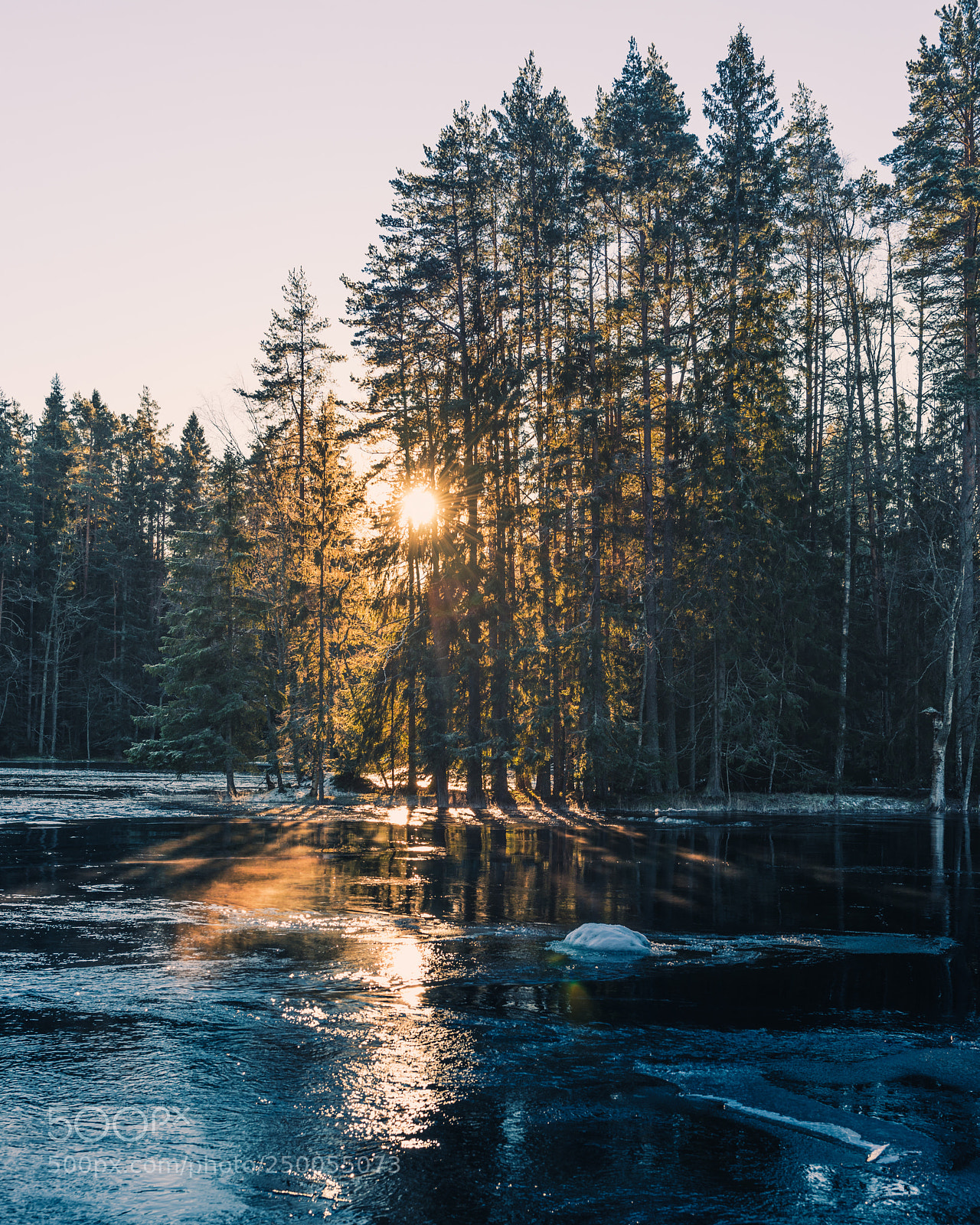 Nikon D810 sample photo. Sunlight through the trees photography