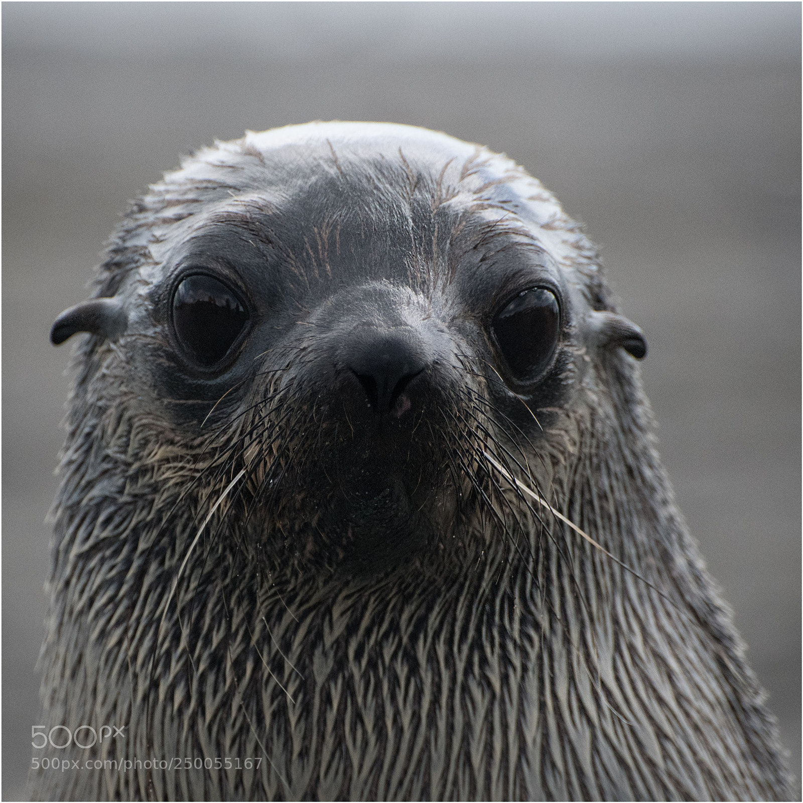 Nikon D850 sample photo. Fur-seal photography