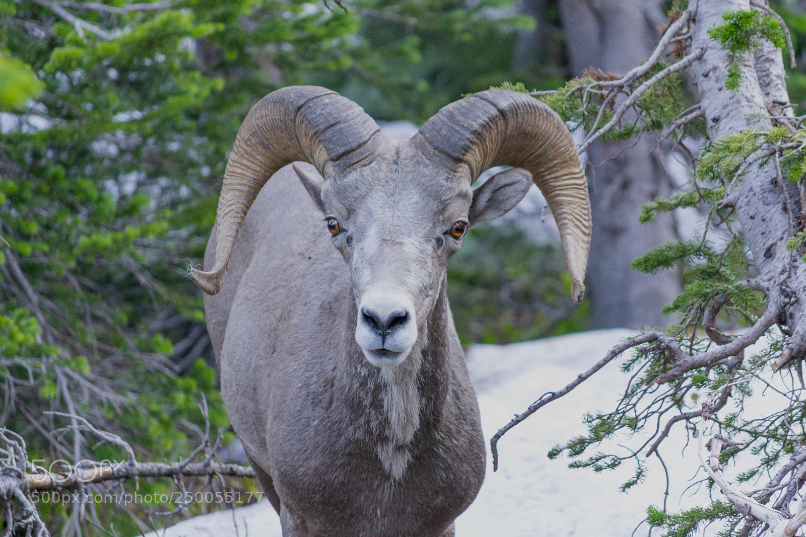 Nikon D3100 sample photo. Goat photography