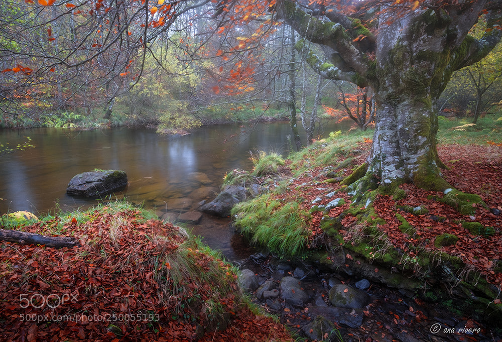 Fujifilm X-Pro1 sample photo. Sarria en niebla photography