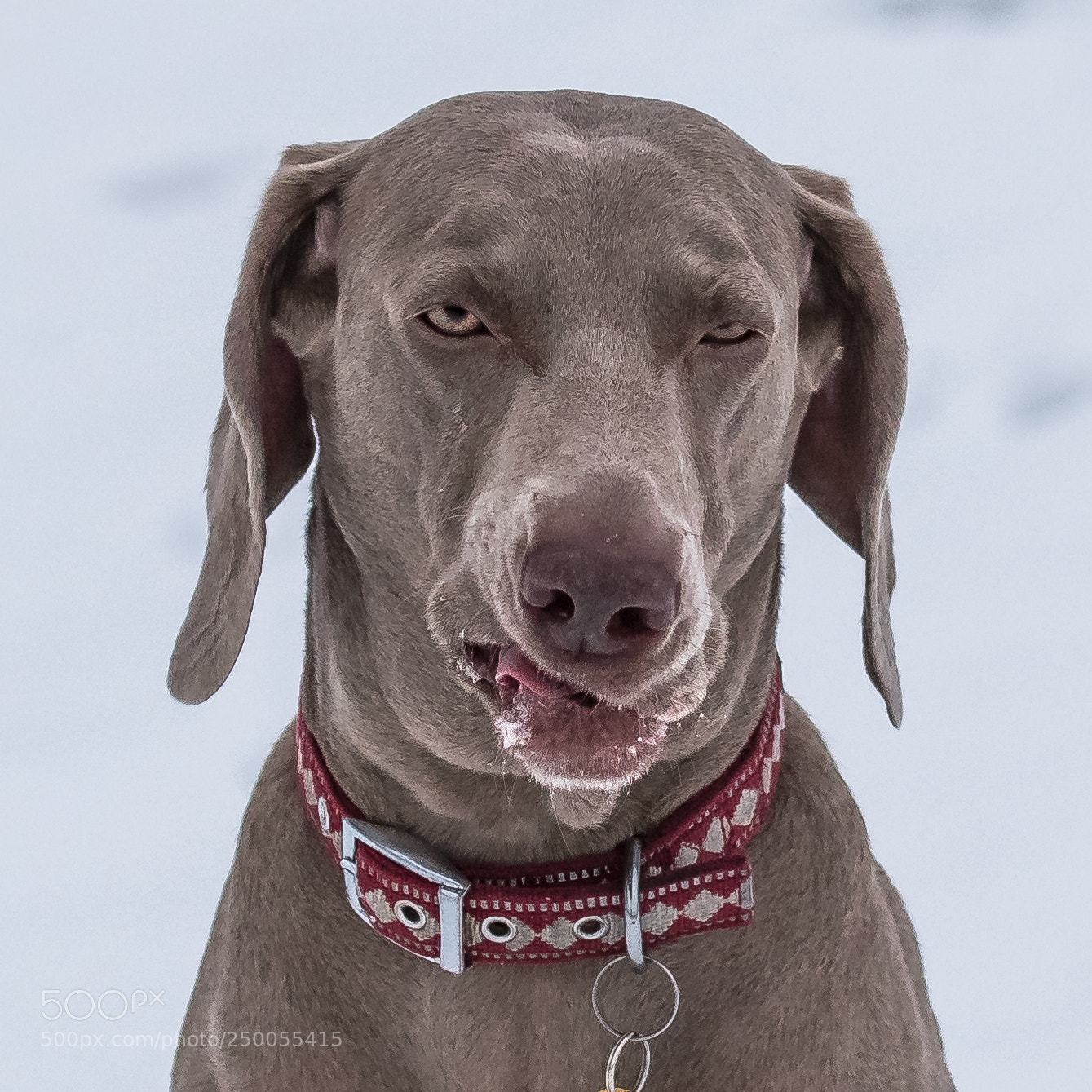 Nikon D850 sample photo. Wanted! photography
