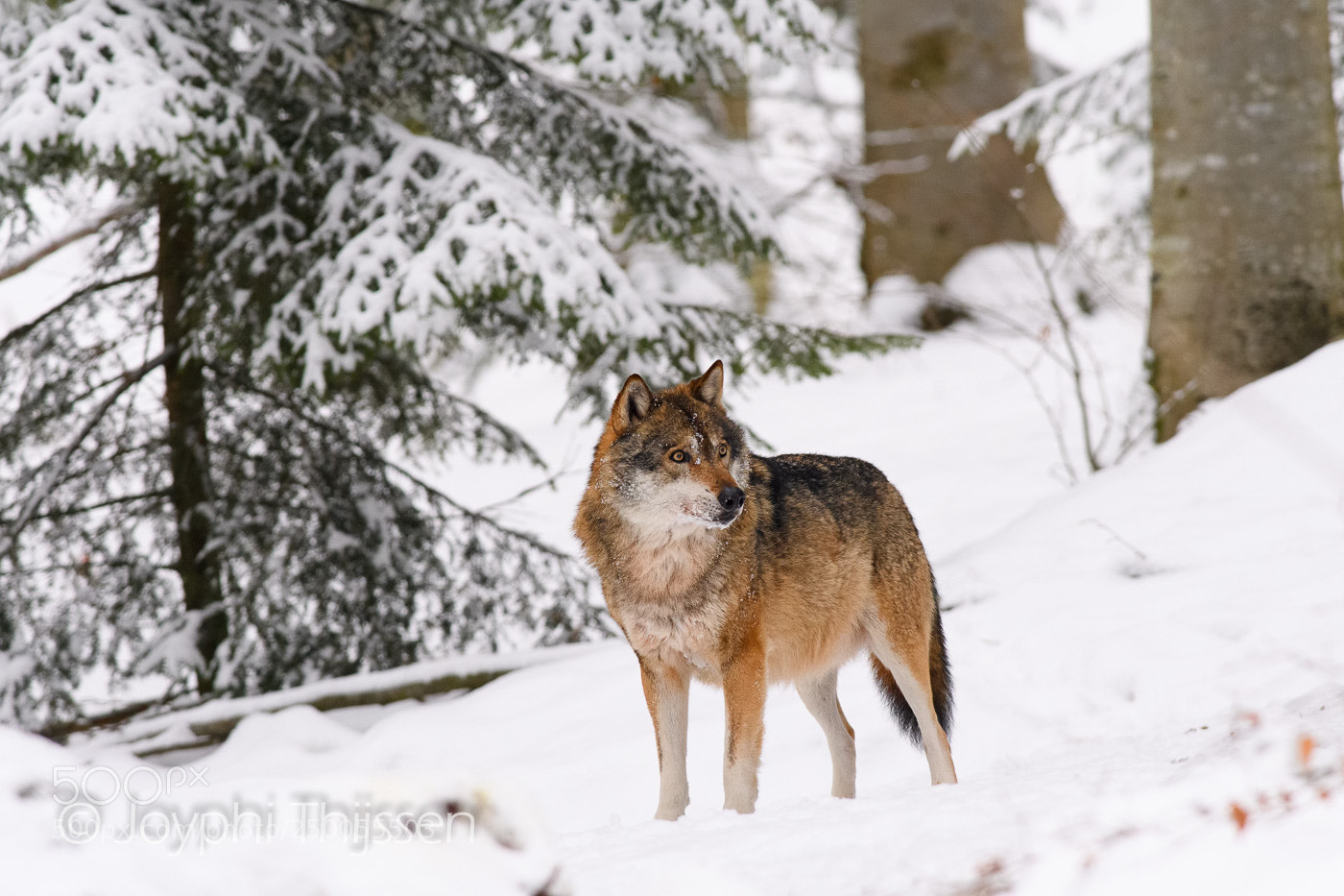 Nikon D500 sample photo. Eurasian wolf photography