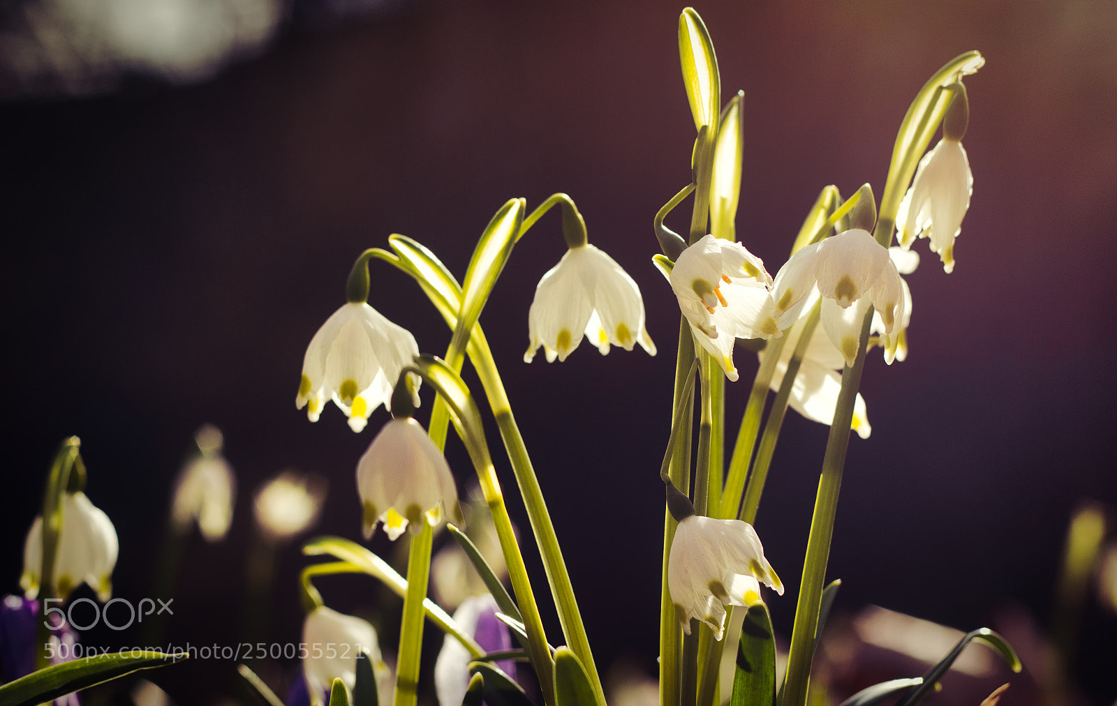Canon EOS 600D (Rebel EOS T3i / EOS Kiss X5) sample photo. Snowdrops photography