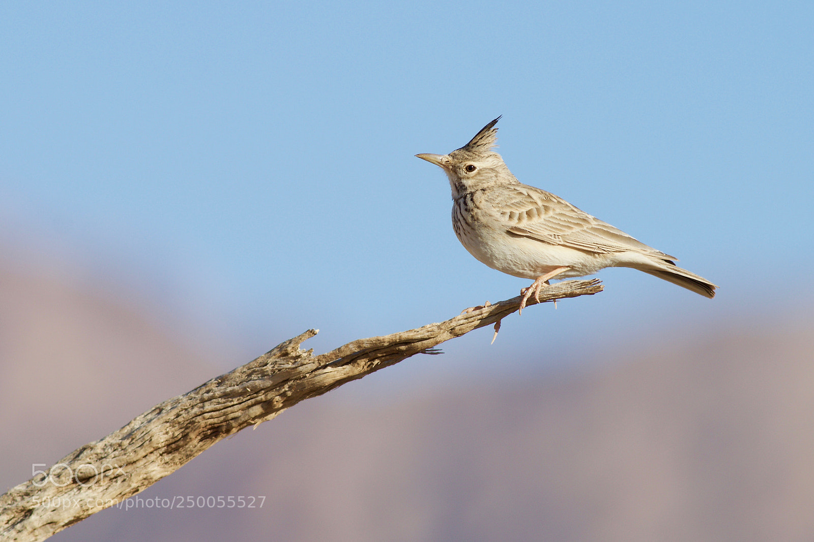 Canon EOS 70D sample photo. Crested lark photography