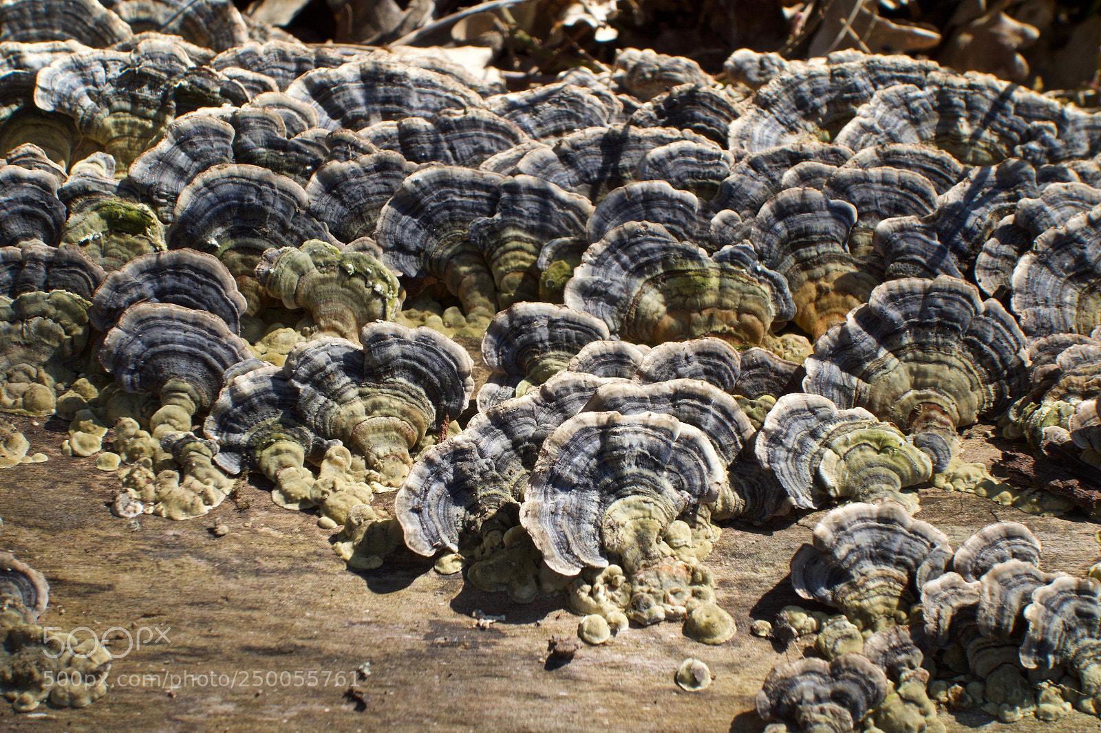 Sony Cyber-shot DSC-RX100 sample photo. Mushrooms in the sunshine photography