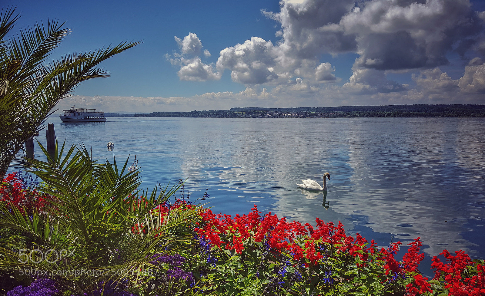 Samsung Galaxy S6 sample photo. Swan lake photography