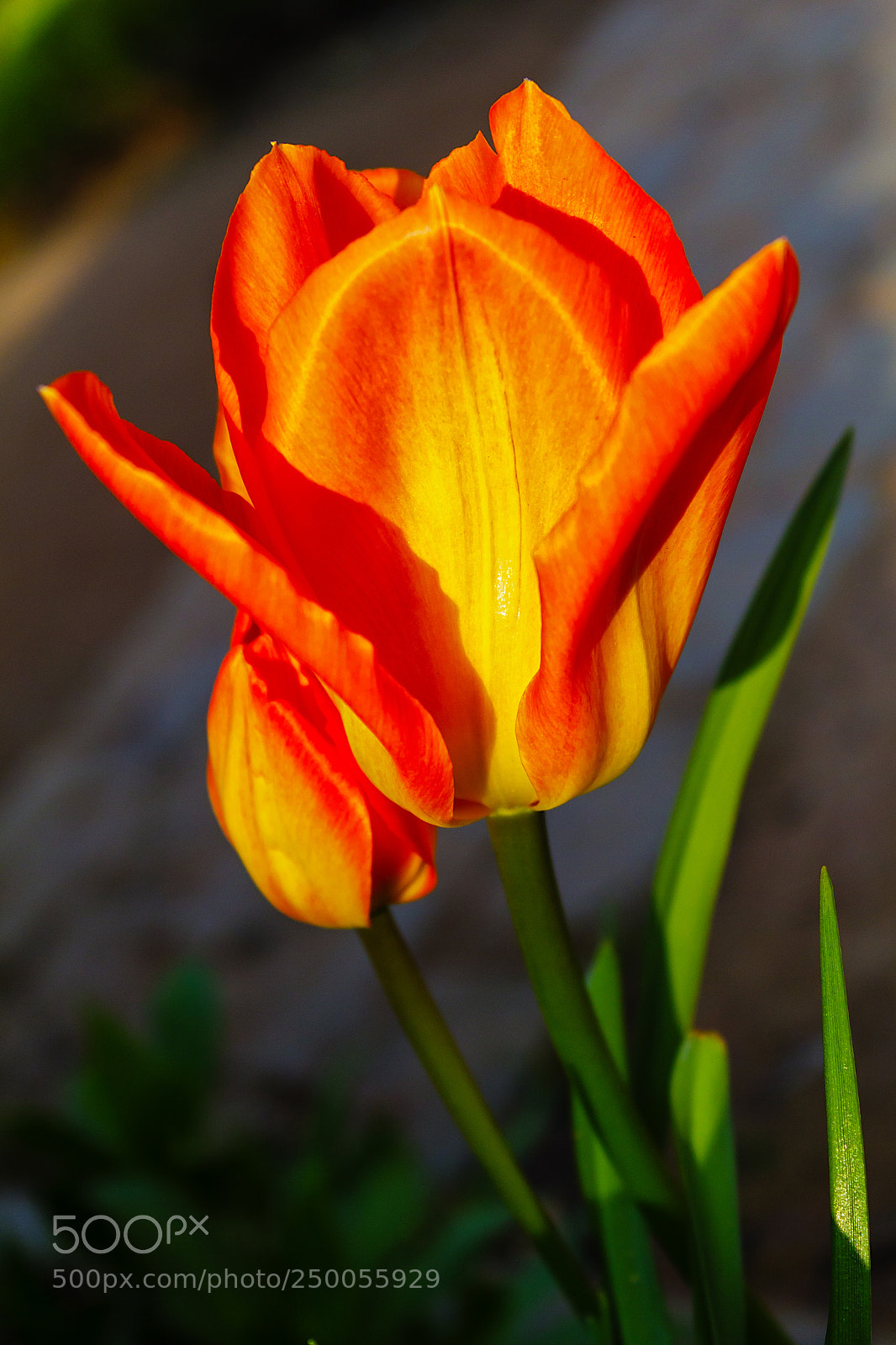 Canon EOS 60D sample photo. Tulip (17715) photography