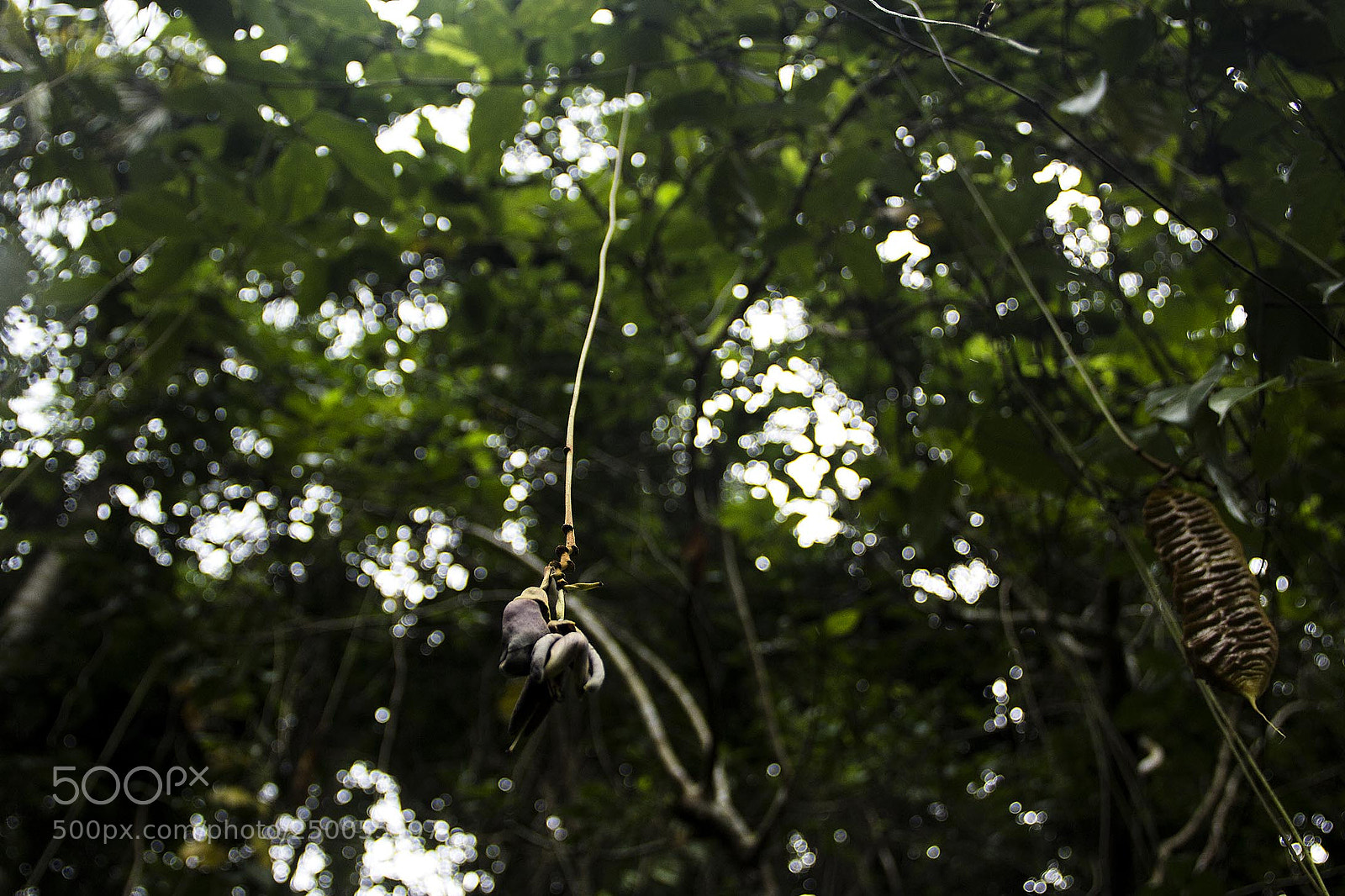 Canon EOS 60D sample photo. Atlantic forest photography
