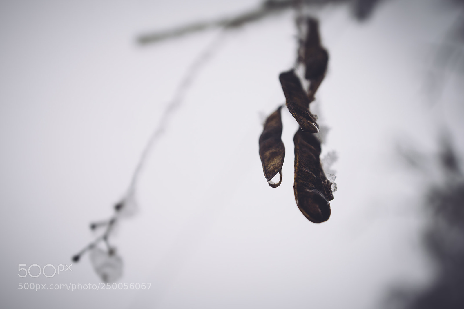 Nikon D610 sample photo. Hanging on a limb photography