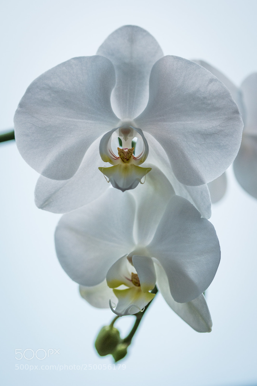 Nikon D5600 sample photo. White photography