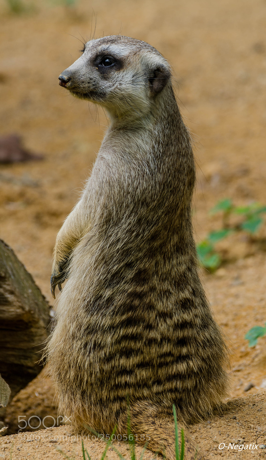 Nikon D7000 sample photo. Suricate photography