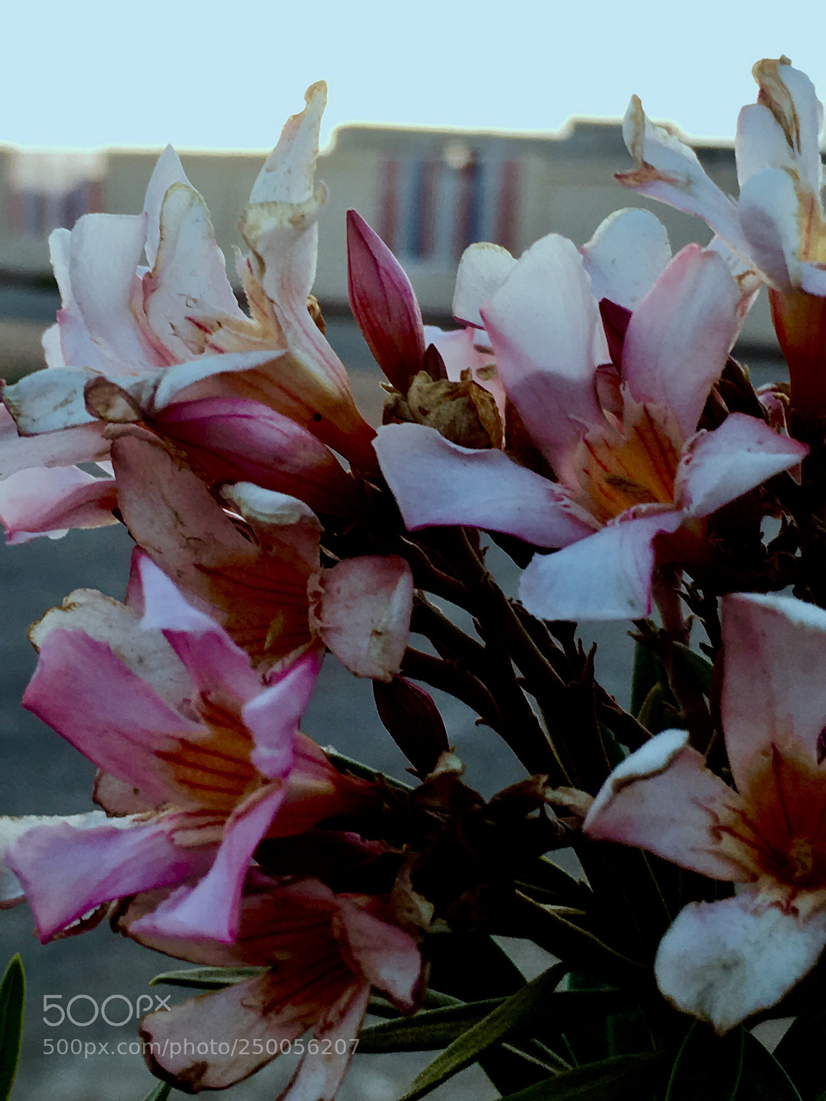 Apple iPhone 6s sample photo. Untitled photography