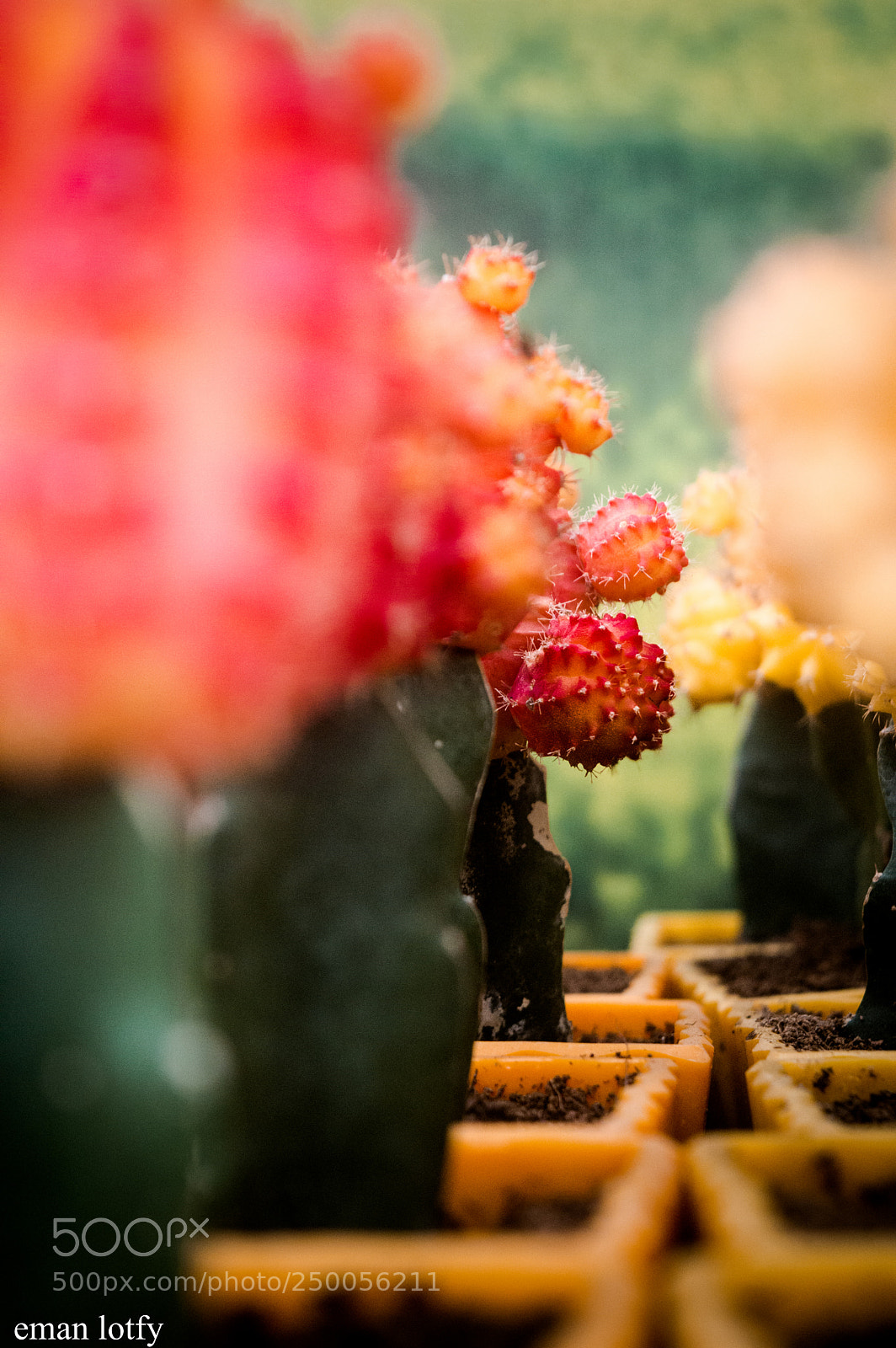 Nikon D3200 sample photo. Beuty of colors photography