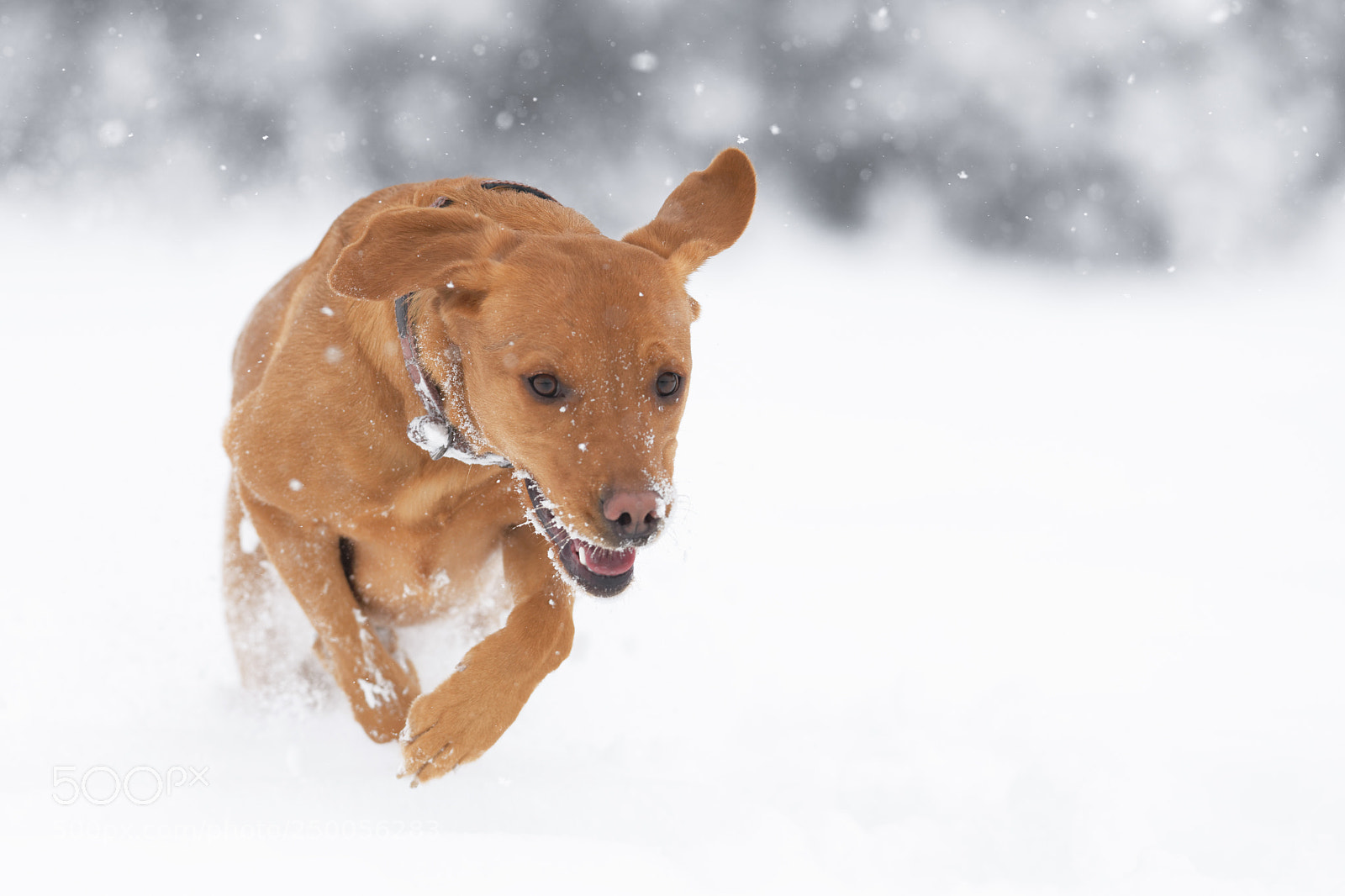 Nikon D850 sample photo. 'winter games' photography