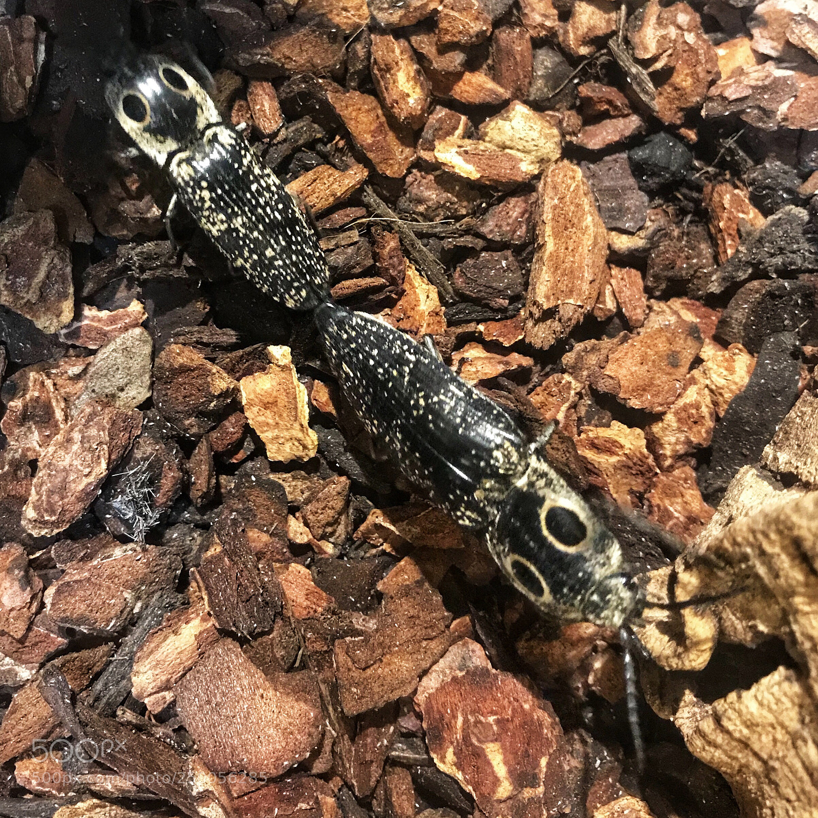 Apple iPhone 7 sample photo. Click beetles  photography