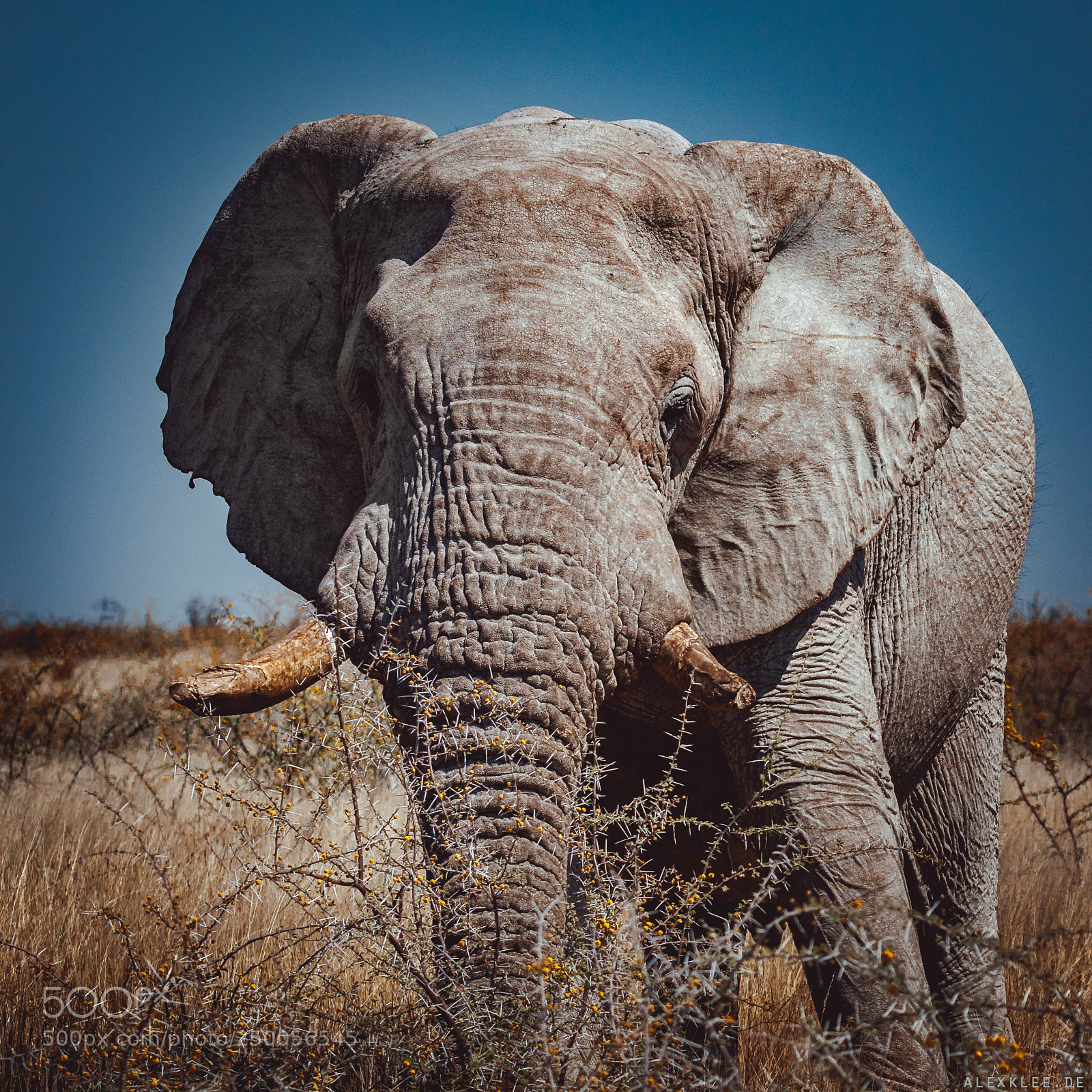Canon EOS 7D Mark II sample photo. Close-up of the elephant photography