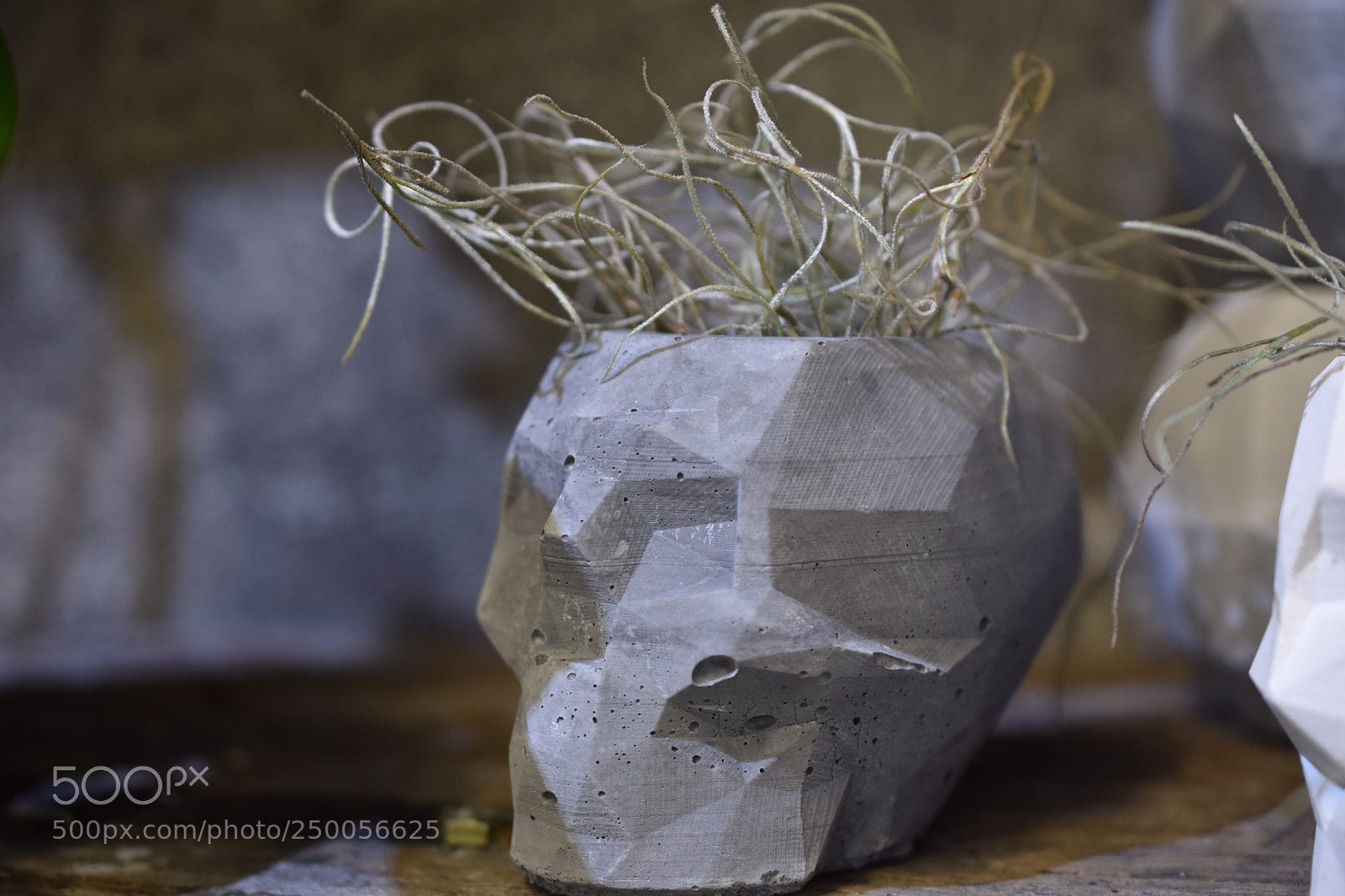 Nikon D3400 sample photo. Flower head photography