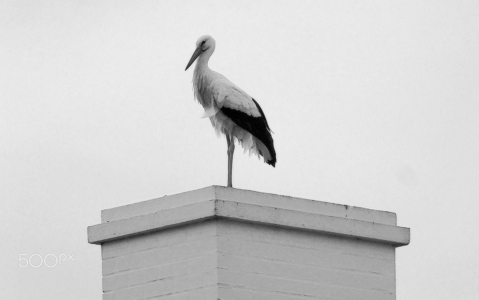 FujiFilm FinePix HS20 EXR (FinePix HS22 EXR) sample photo. 🐦 photography