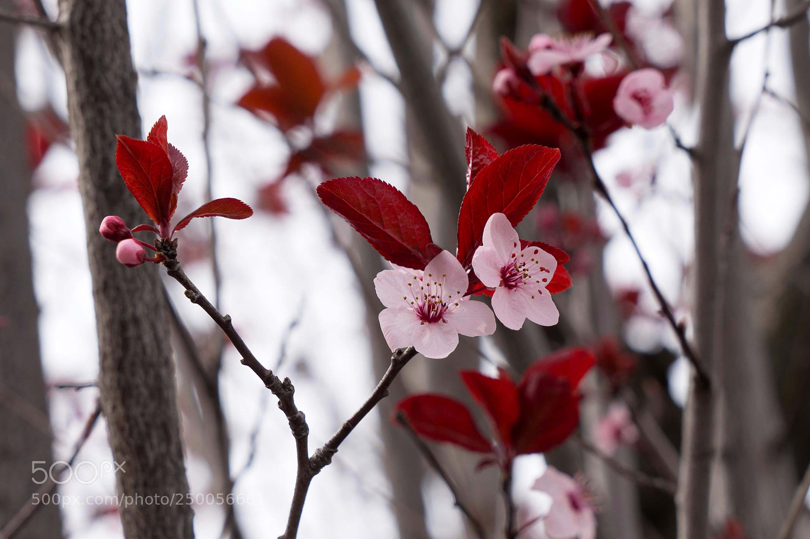 Sony a9 sample photo. Just when you thought photography