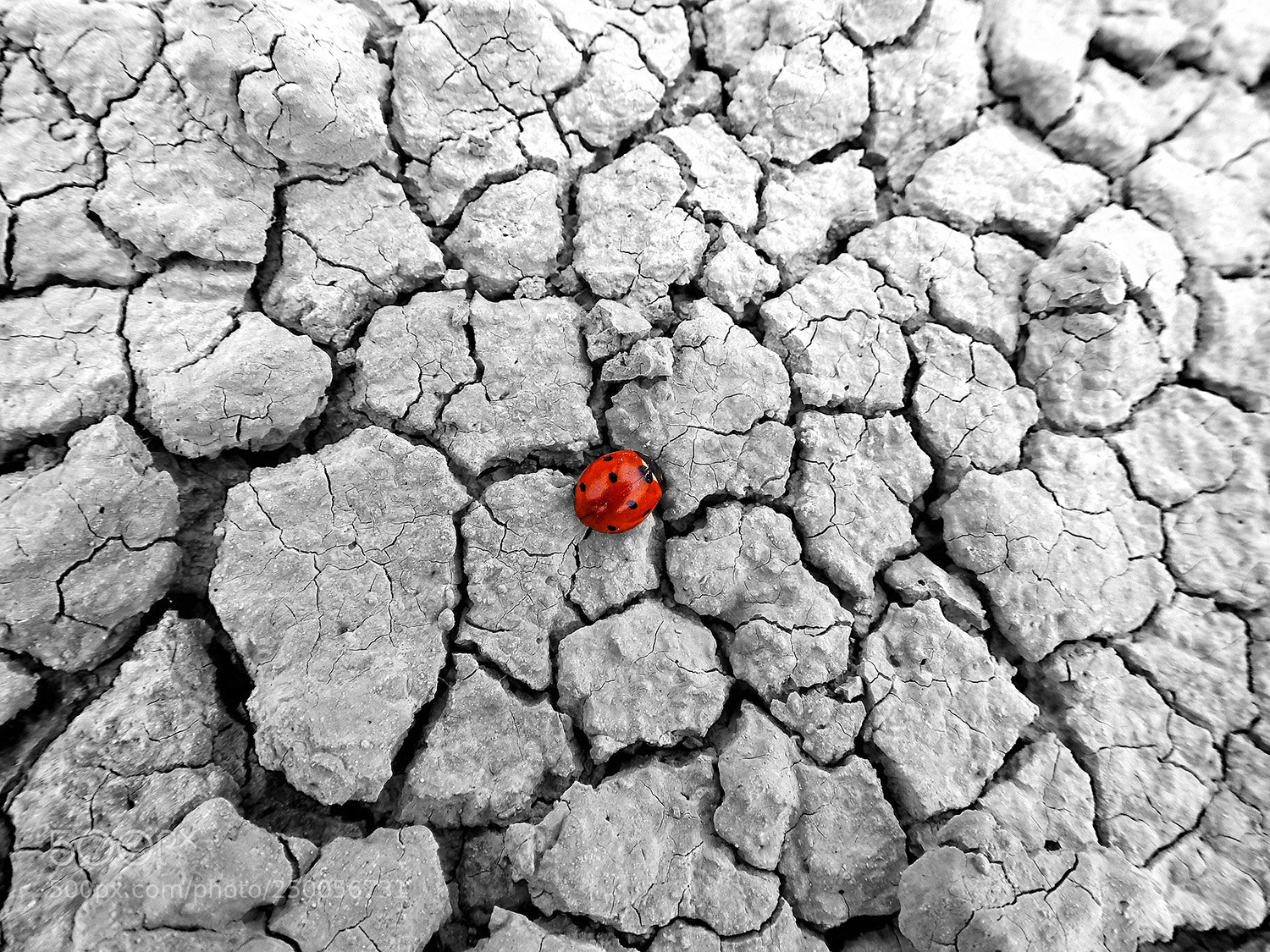 Nikon Coolpix P900 sample photo. Ladybug photography