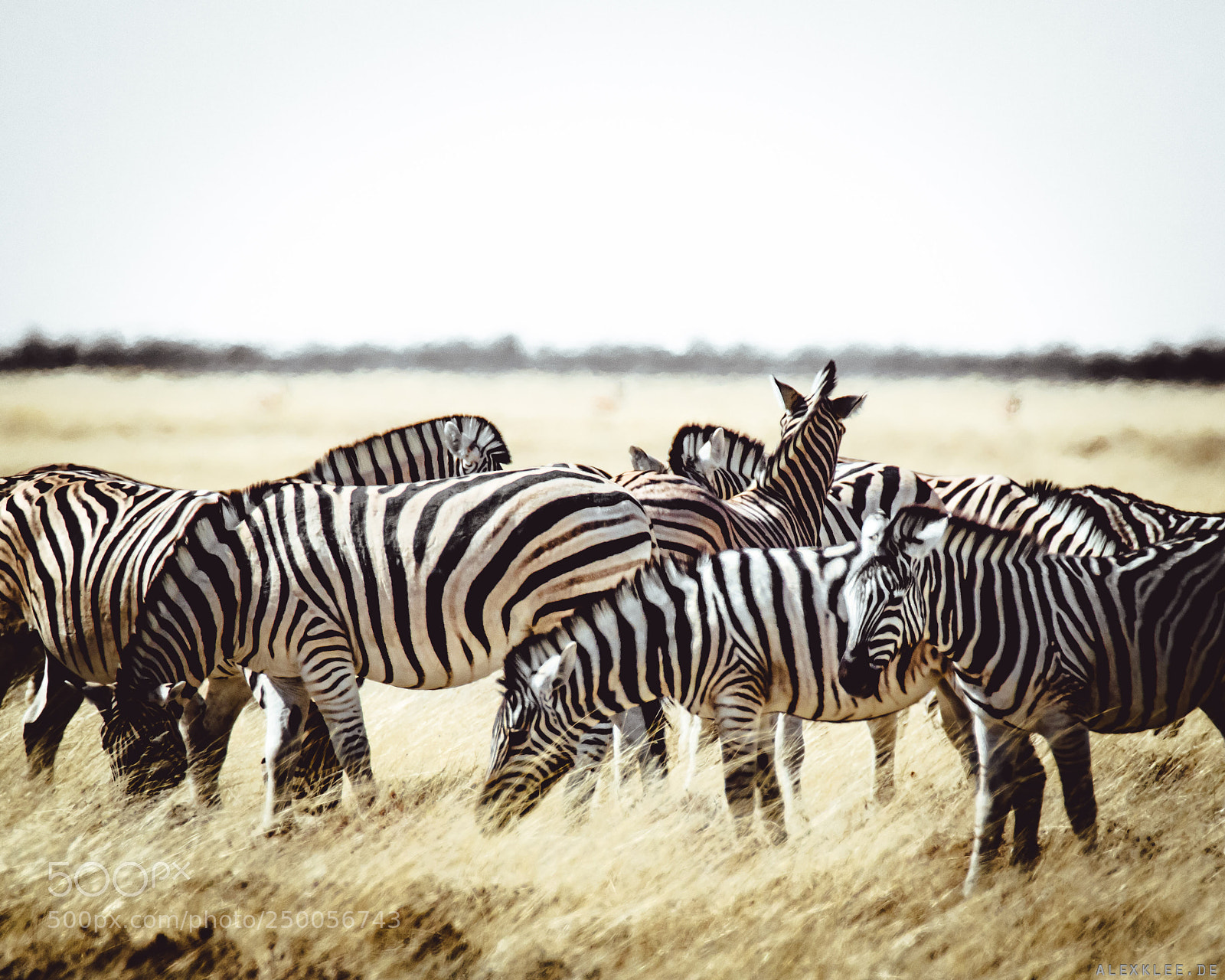 Canon EOS 7D Mark II sample photo. Patterned camouflage photography