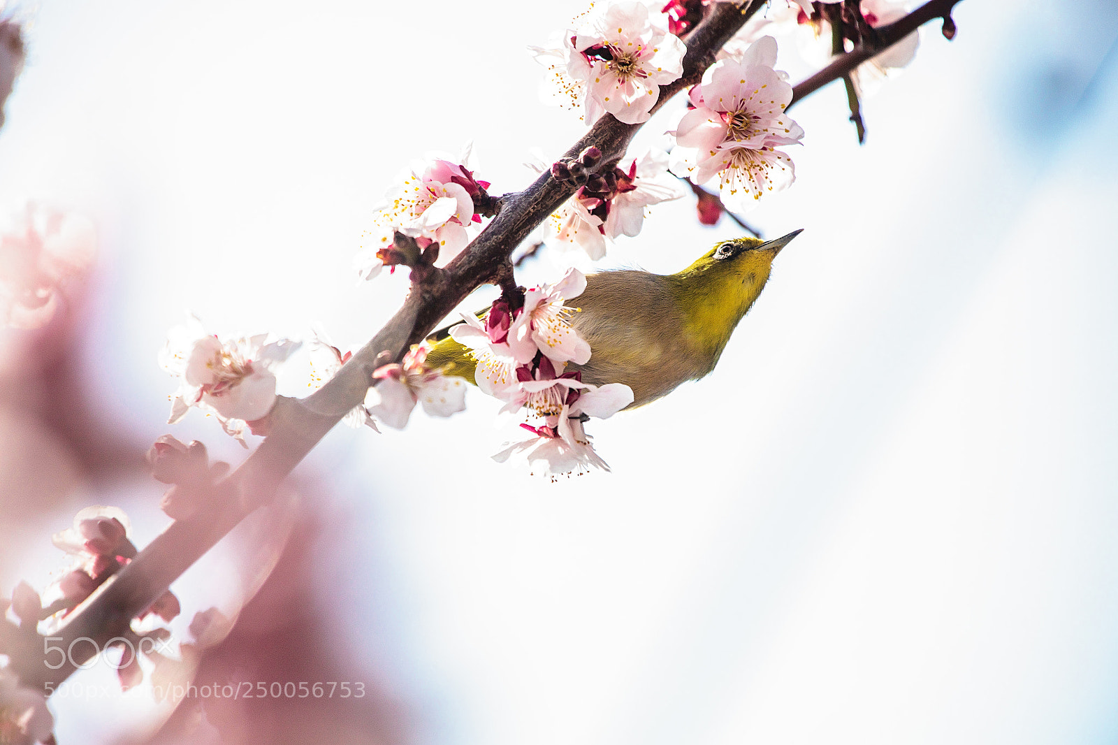 Canon EOS 5DS R sample photo. Ready to fly photography