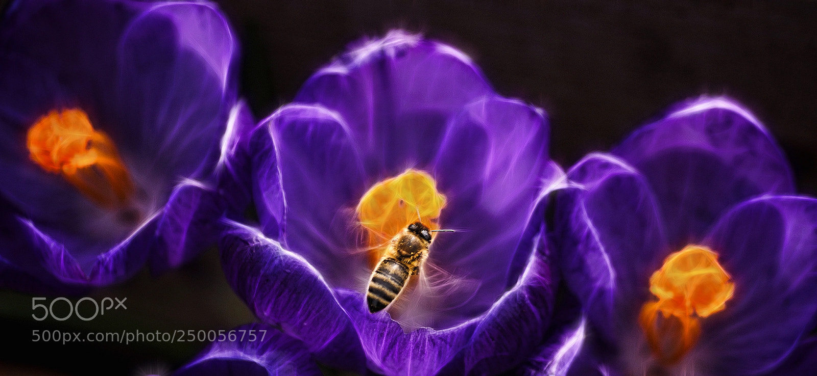 Sony SLT-A77 sample photo. What's the buzz photography
