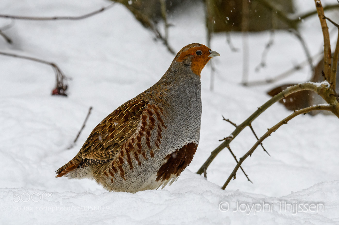 Nikon D500 sample photo. Partridge photography