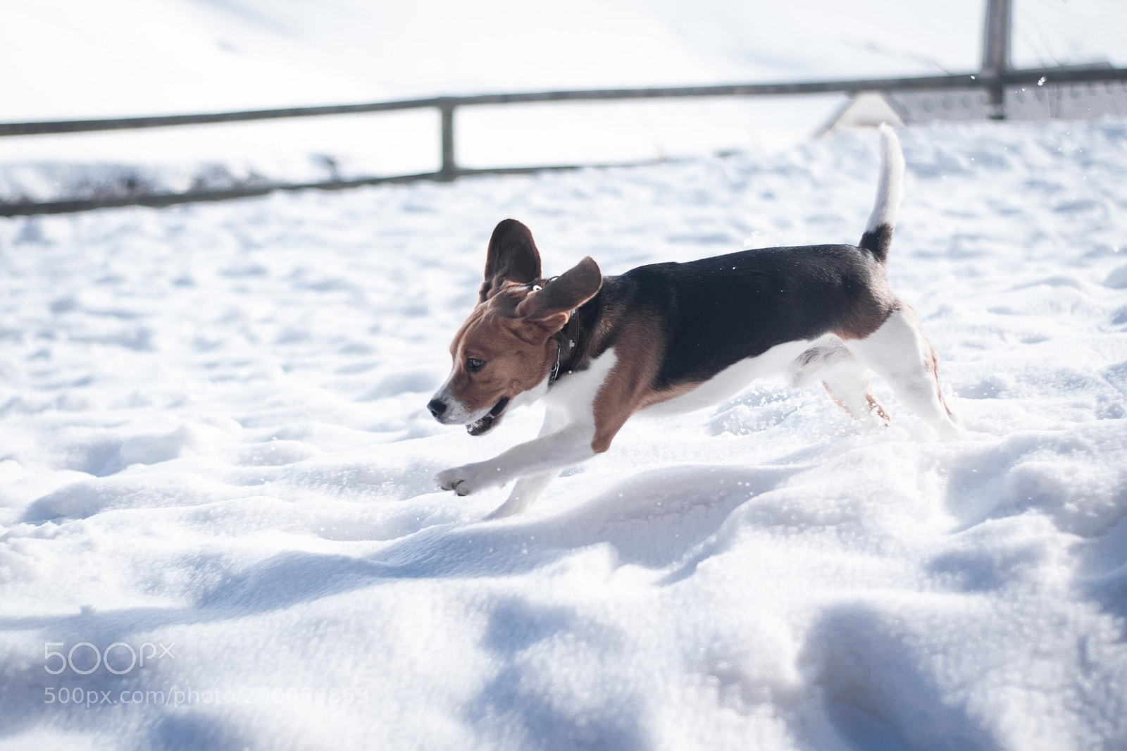 Nikon D3300 sample photo. Snow dog photography