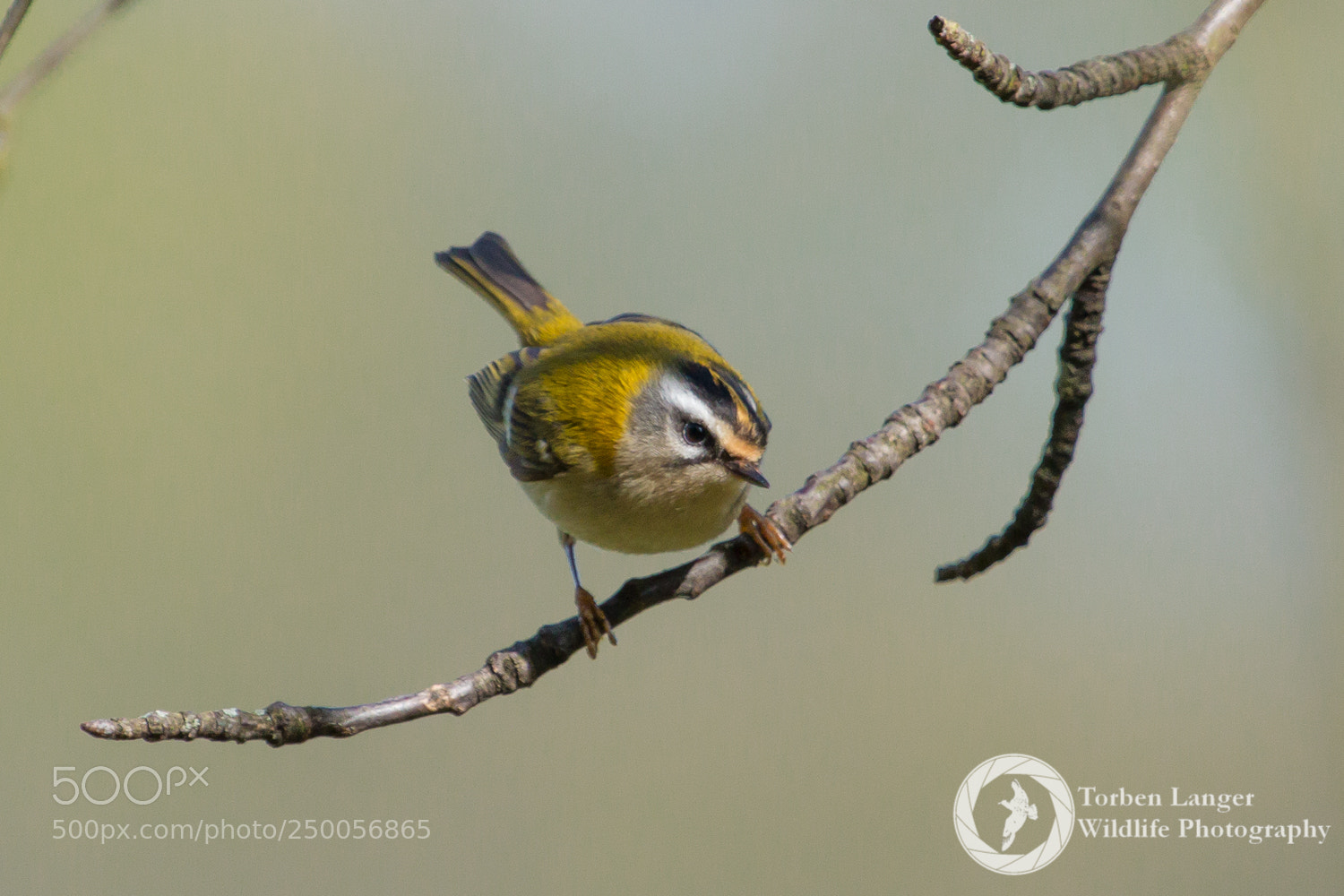 Canon EOS 70D sample photo. Firecrest photography