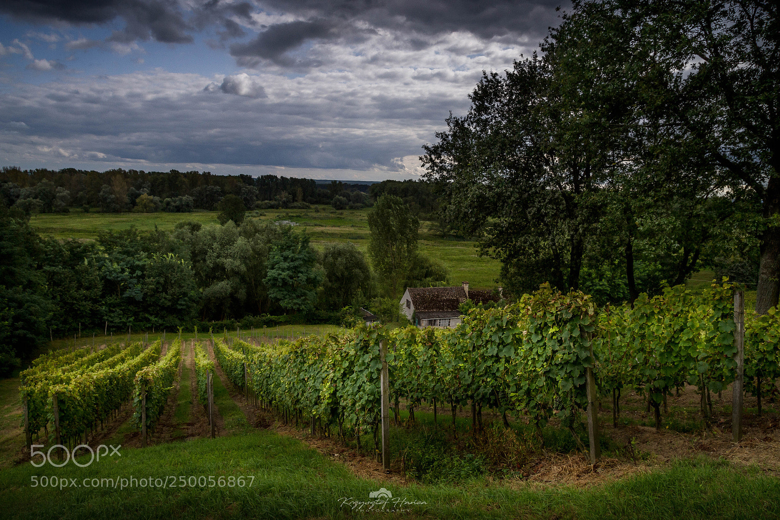 Canon EOS 7D sample photo. Vineyard around odra river photography