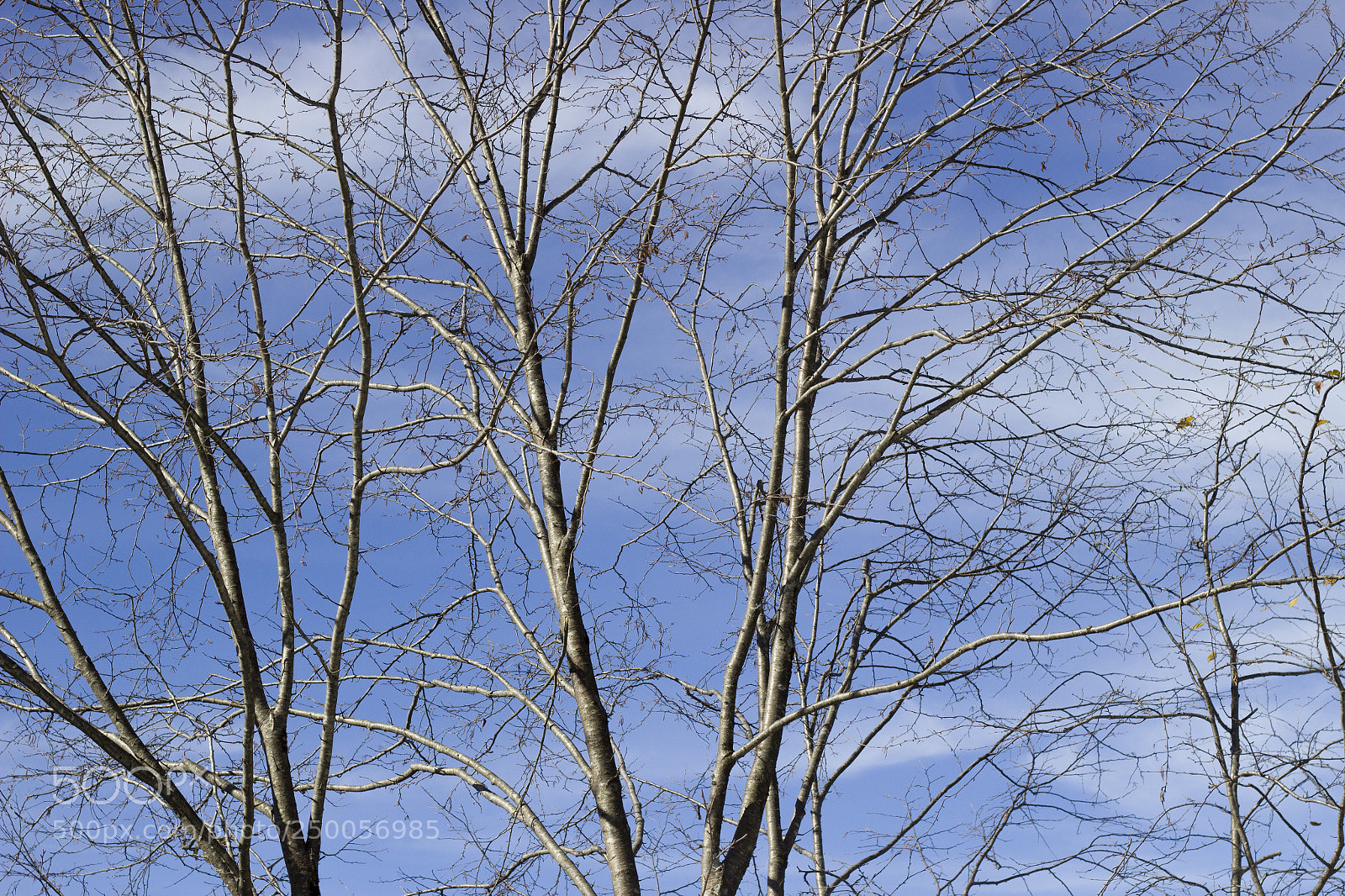 Canon EOS 600D (Rebel EOS T3i / EOS Kiss X5) sample photo. Naked branches in winter photography