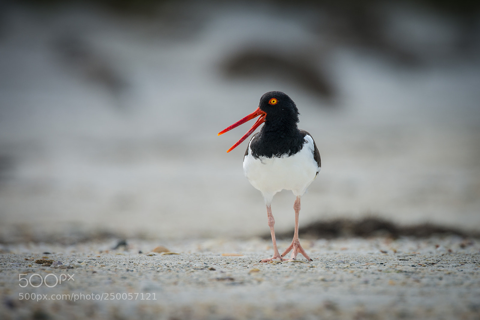 Nikon D7200 sample photo. Oystercatcher photography