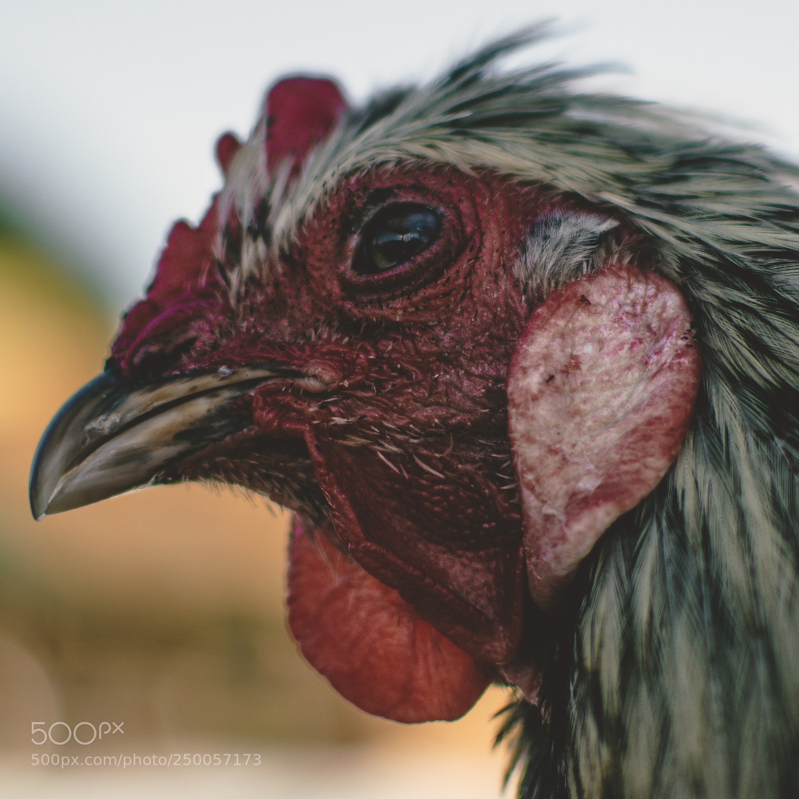 Nikon D7200 sample photo. Distinguished chicken photography
