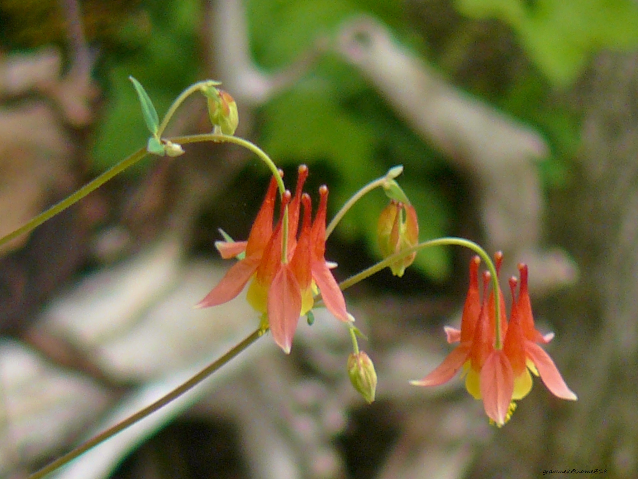 Panasonic DMC-FZ8 sample photo. Columbine/aquilegia canadensis photography