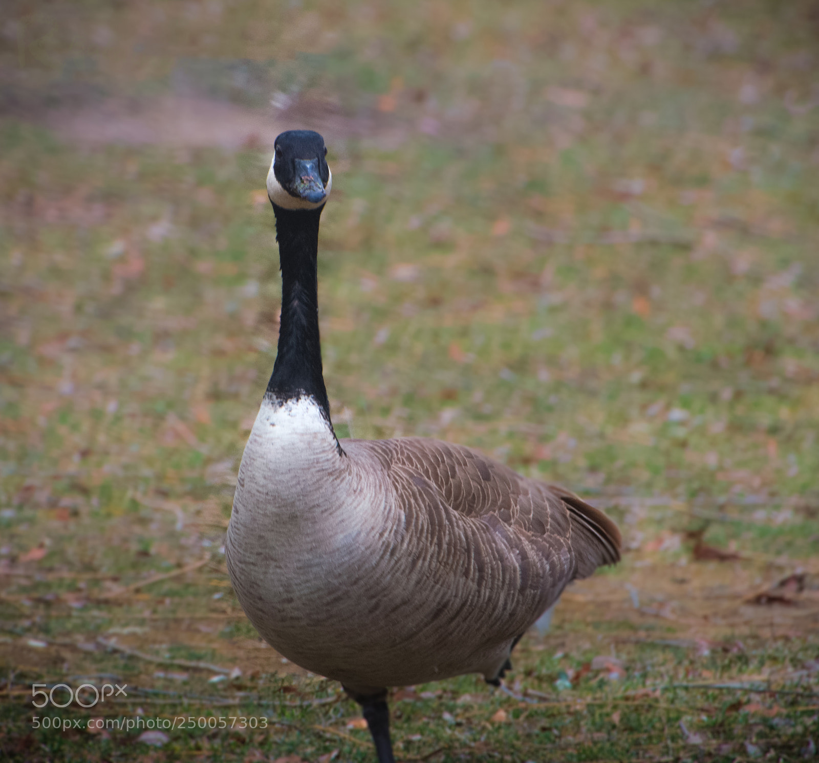 Nikon D3100 sample photo. Canadian geese photography