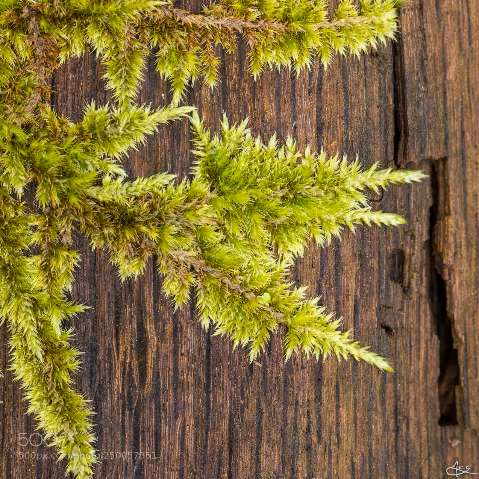 Canon EOS 6D Mark II sample photo. Rampant photography