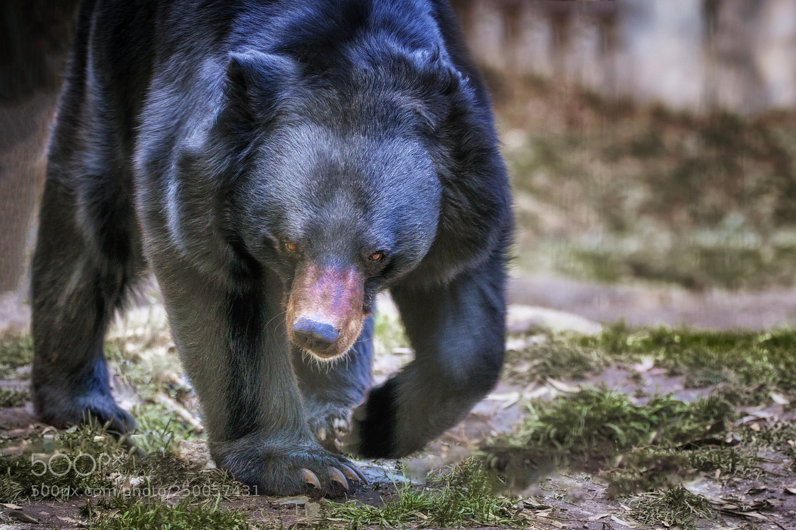 Canon EOS 70D sample photo. Asiatic black bear photography