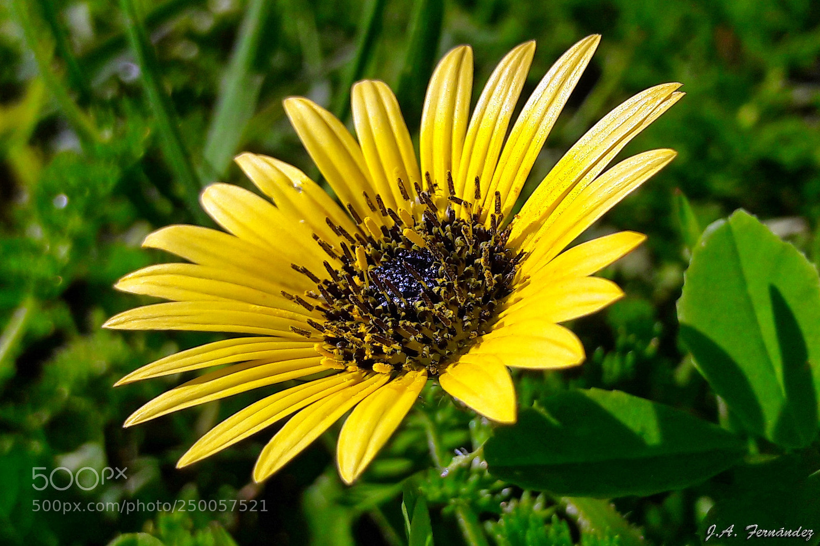 Samsung Galaxy A5(2016) sample photo. Spring photography