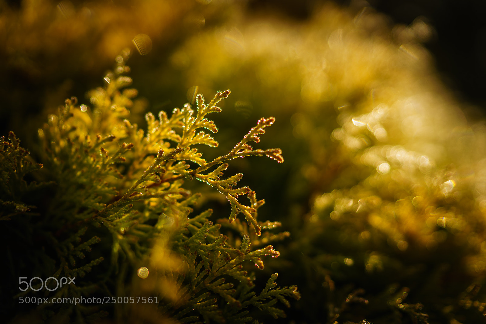 Sony a7 sample photo. Golden memories photography