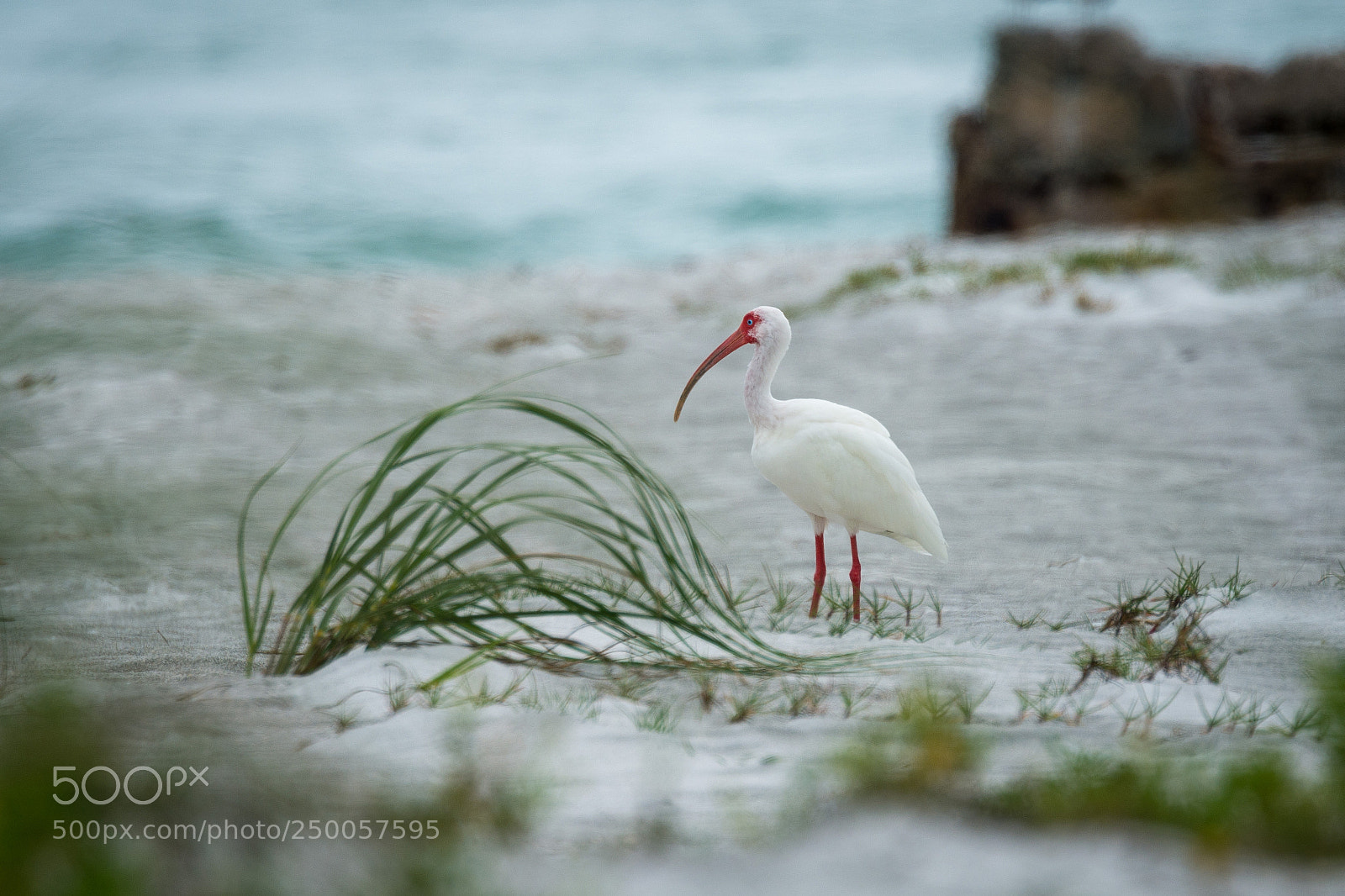 Nikon D7200 sample photo. An ibis enjoying the photography