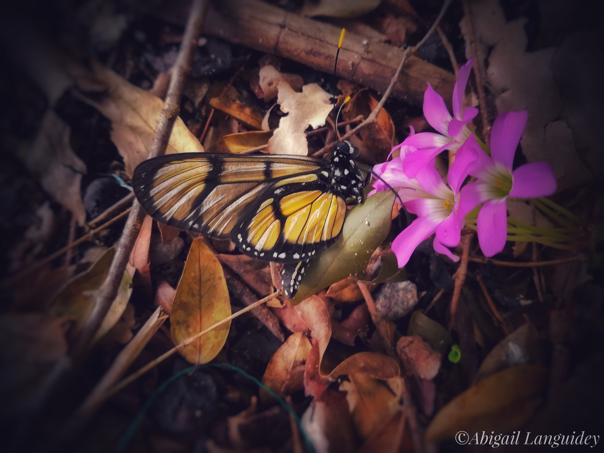 HUAWEI MATE 9 LITE sample photo. Butterfly photography
