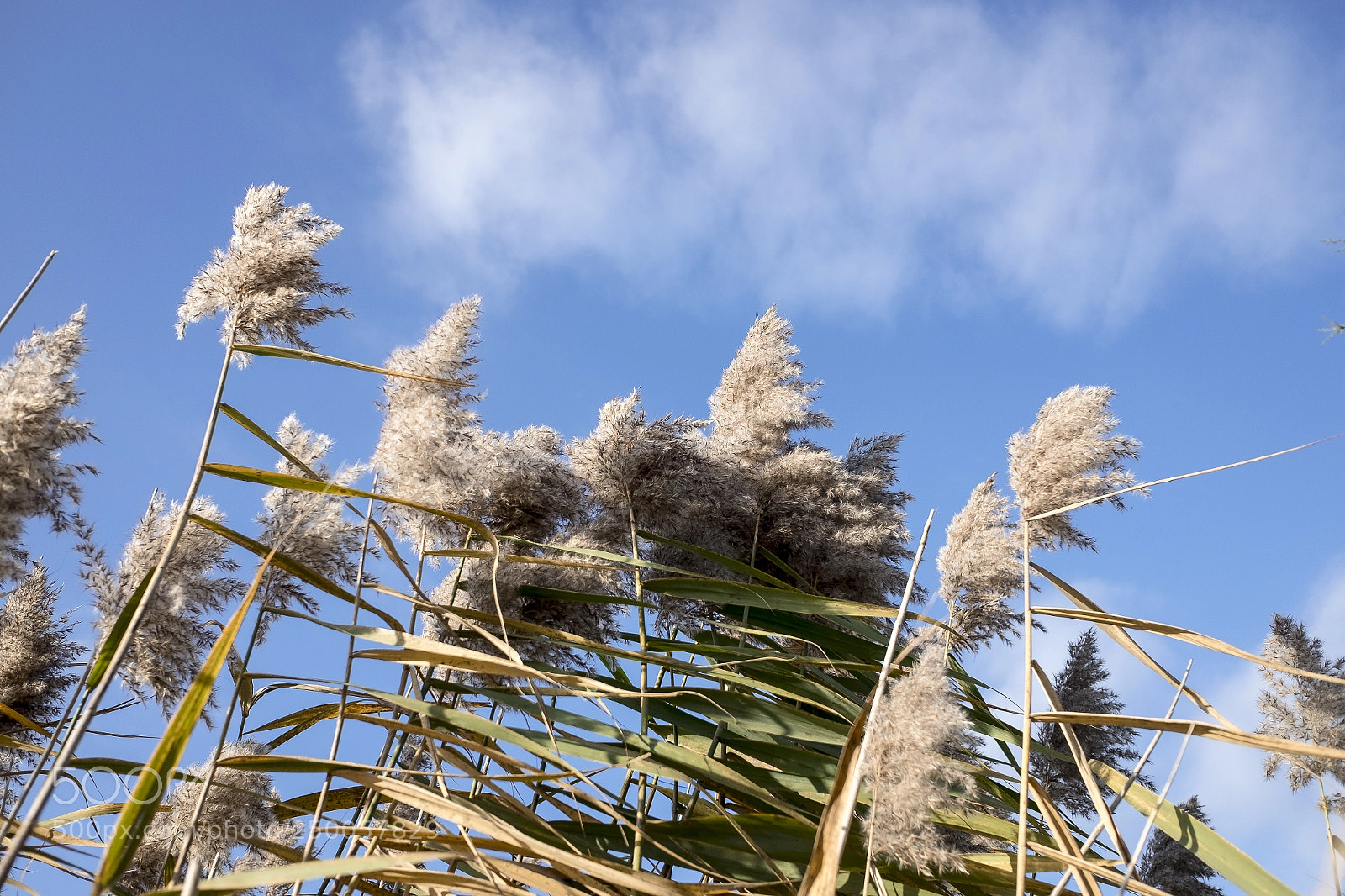 Fujifilm X70 sample photo. Among the reeds photography