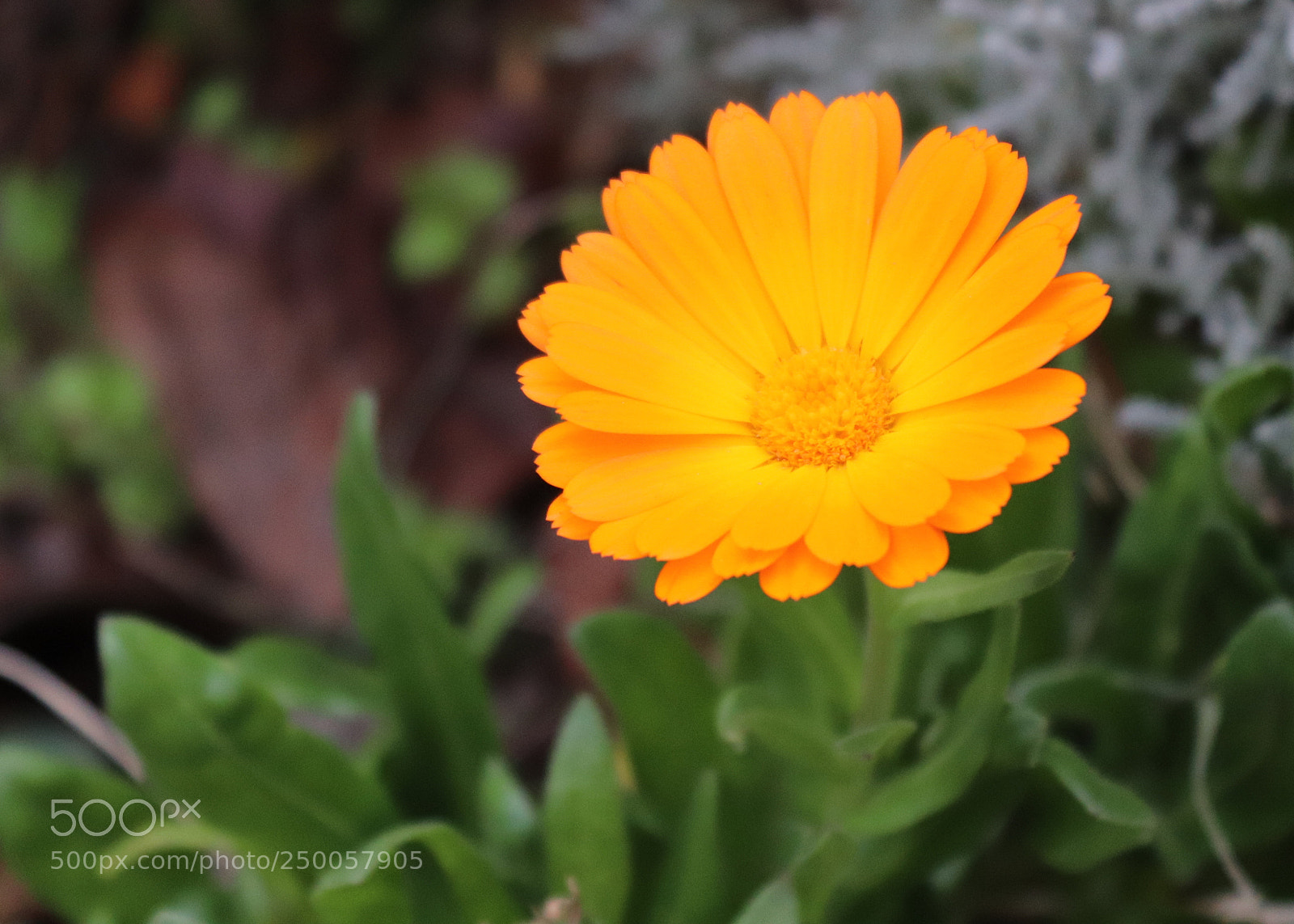 Canon EOS 200D (EOS Rebel SL2 / EOS Kiss X9) sample photo. Orange photography
