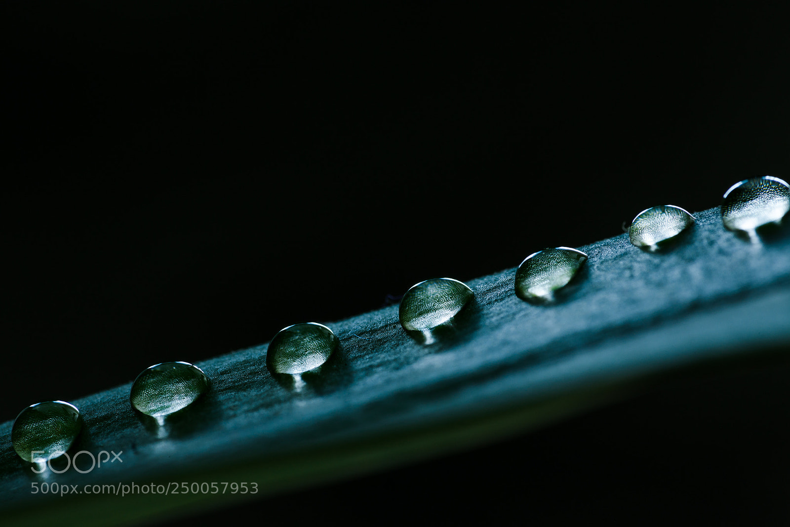 Canon EOS-1Ds Mark III sample photo. Drops photography
