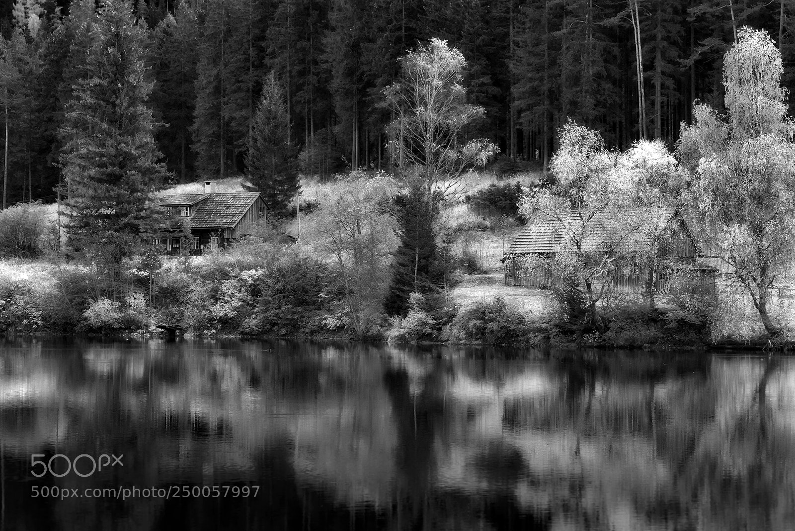 Nikon D810 sample photo. Autumn in bw (4) photography