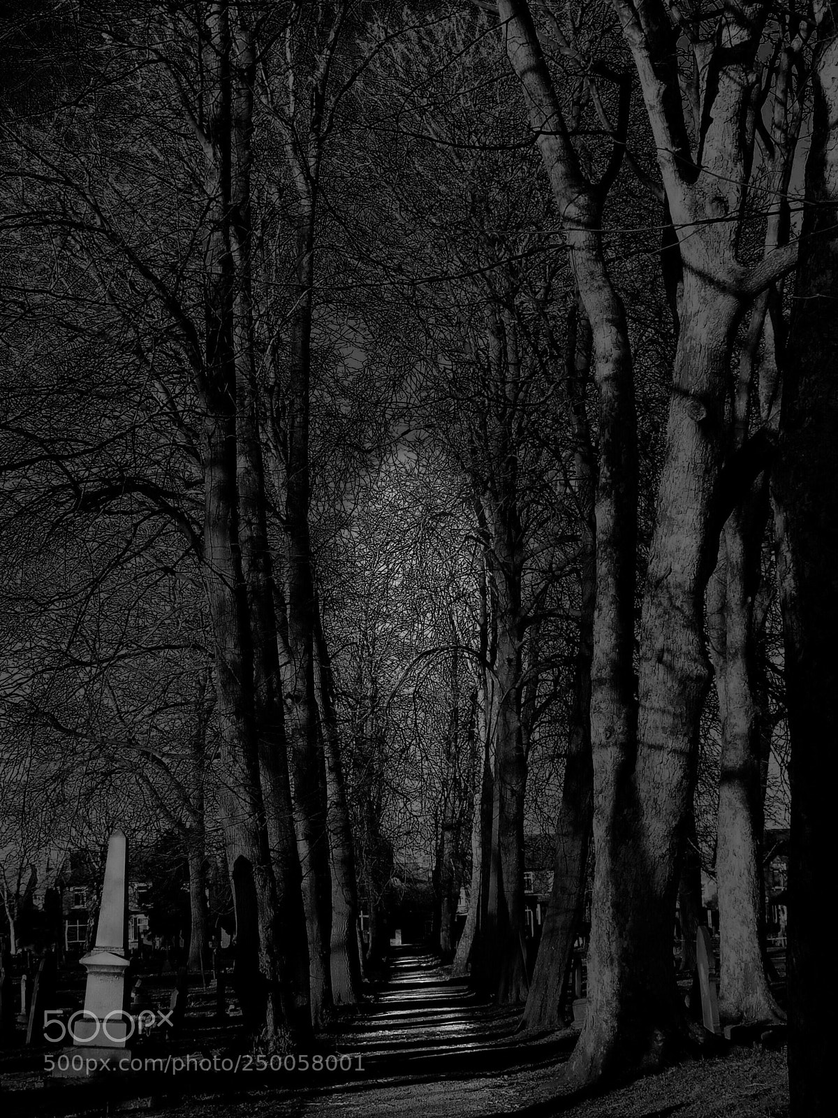 Nikon D5200 sample photo. Through the graveyard  photography