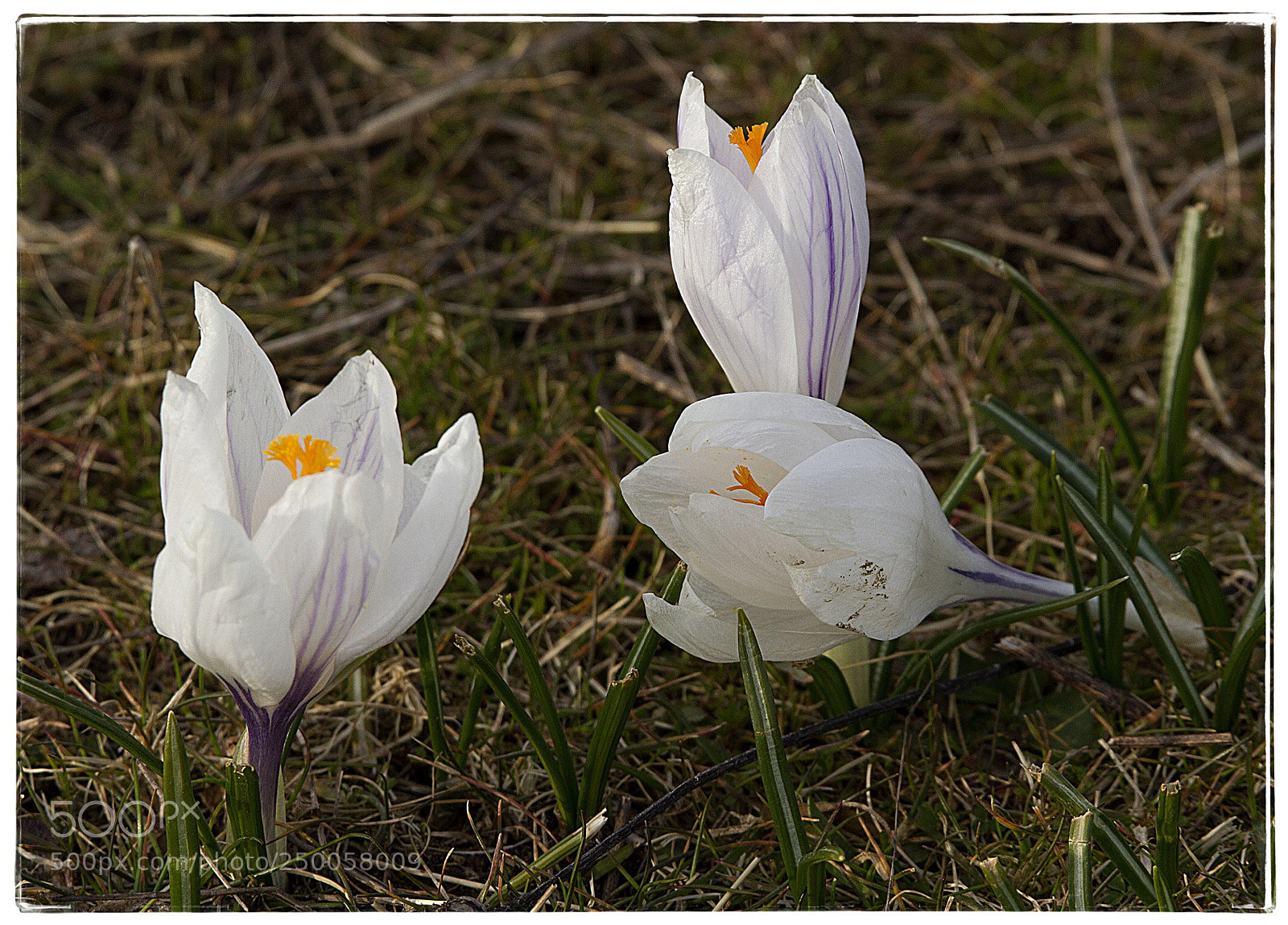 Canon EOS 7D sample photo. White crocuses  photography